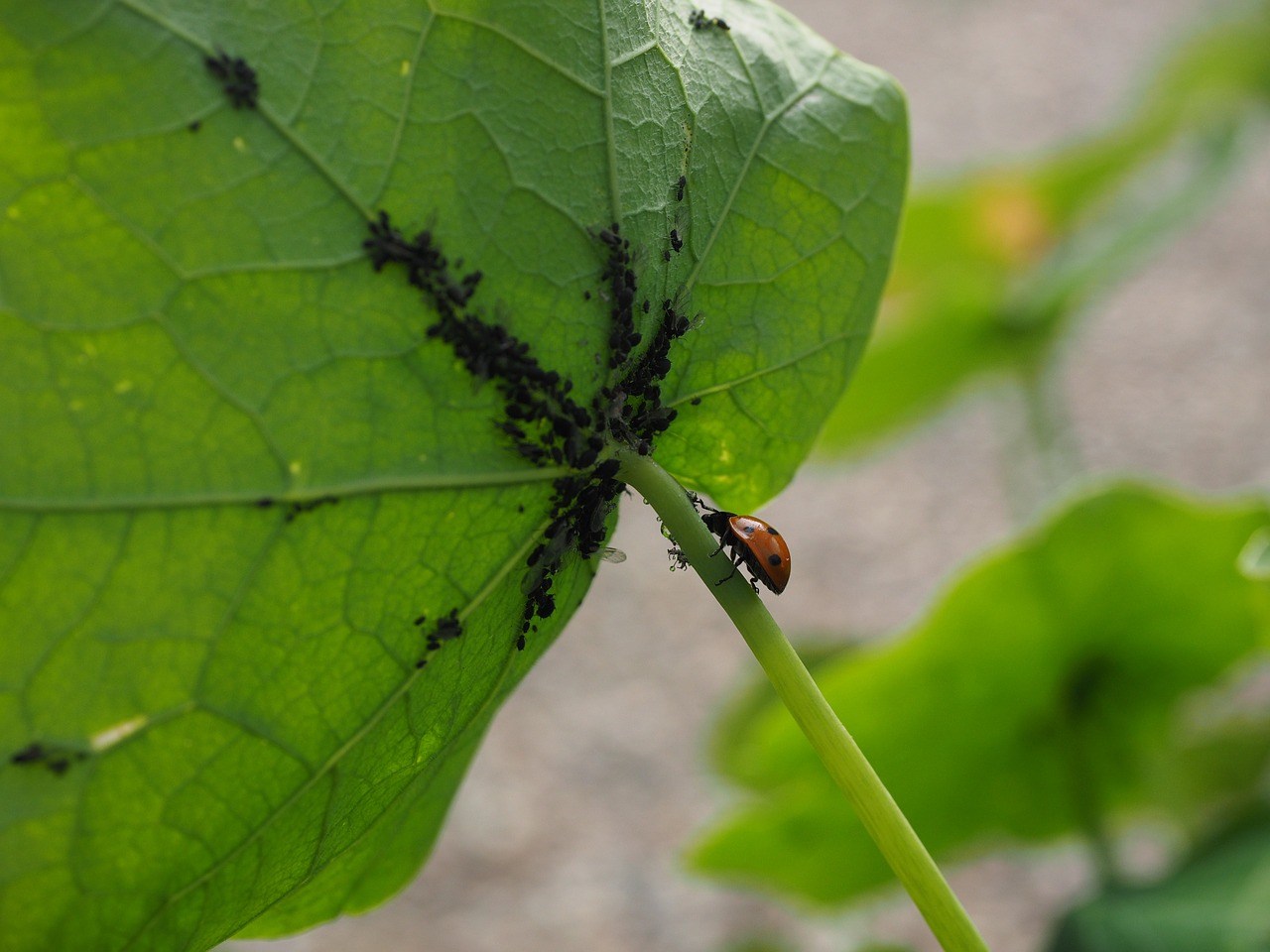 ladybug lice eat free photo