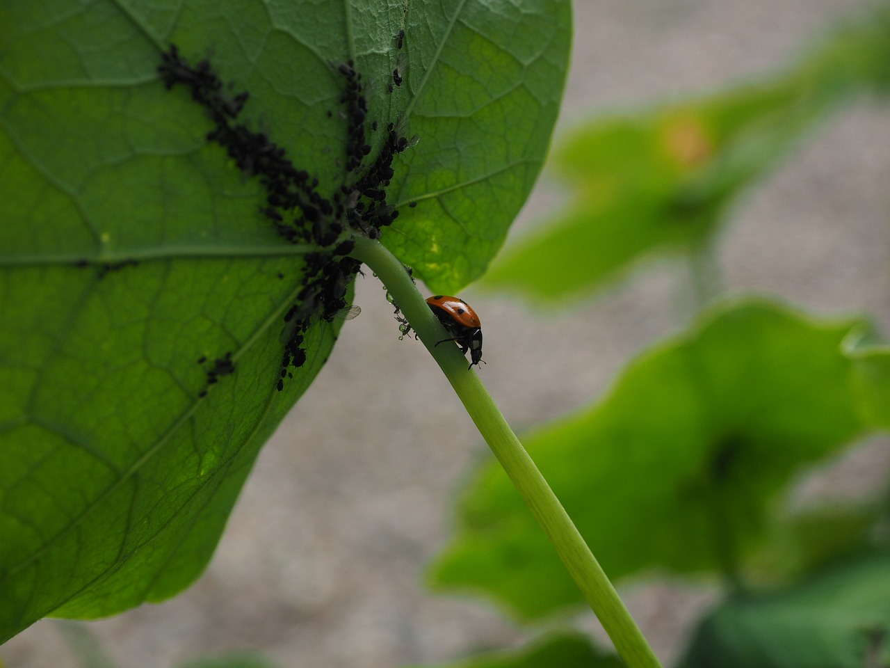 ladybug lice full free photo