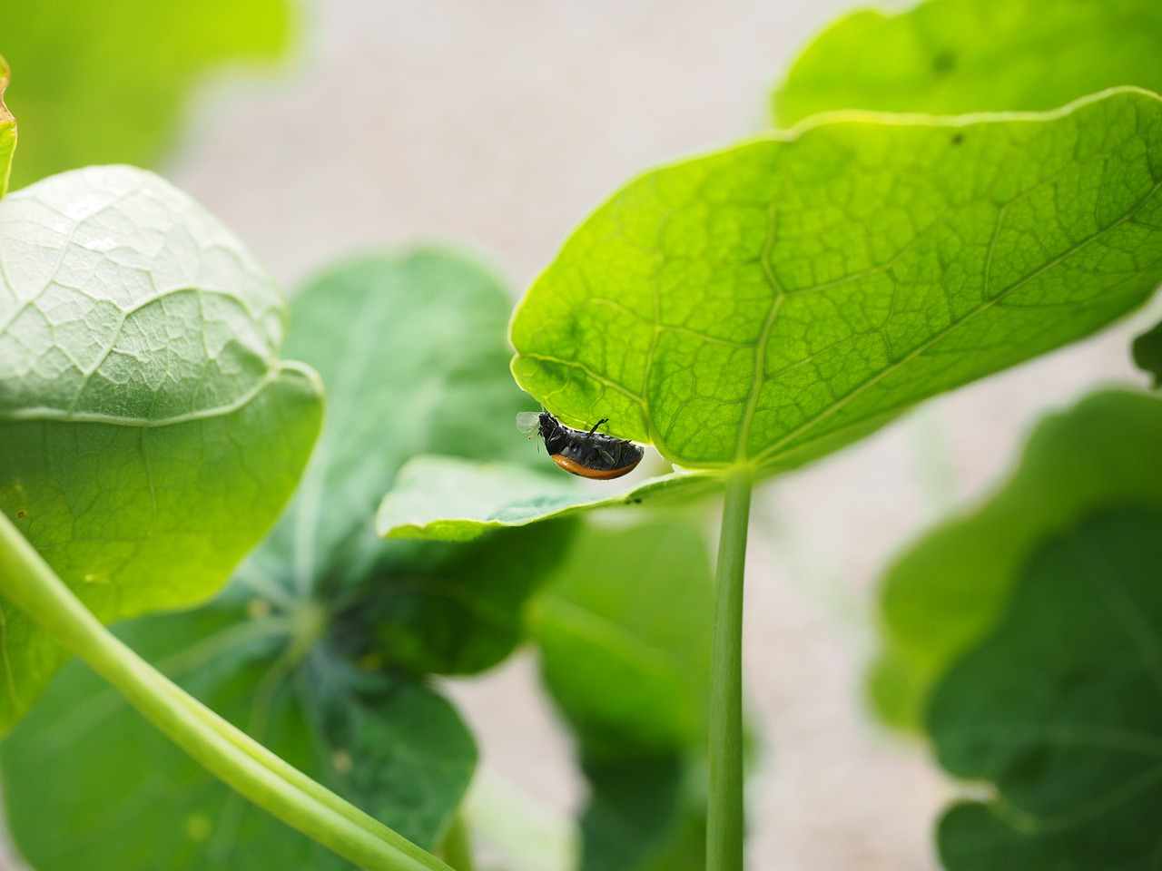 ladybug lice eat free photo