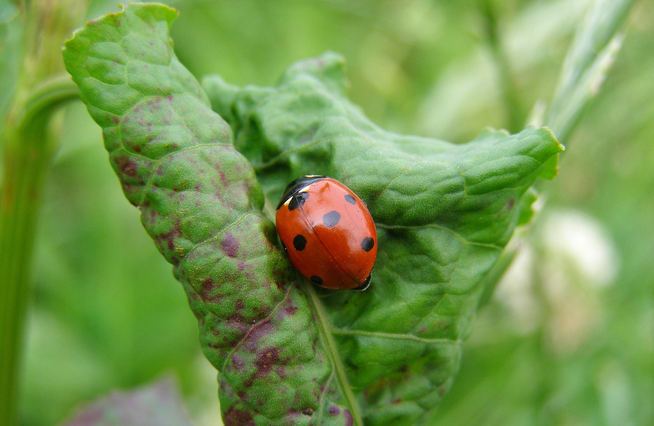 ladybug leaf green free photo