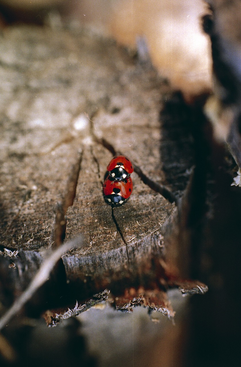 ladybug ladybird beetle free photo