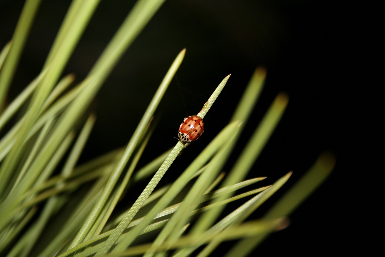 ladybug nature insect free photo