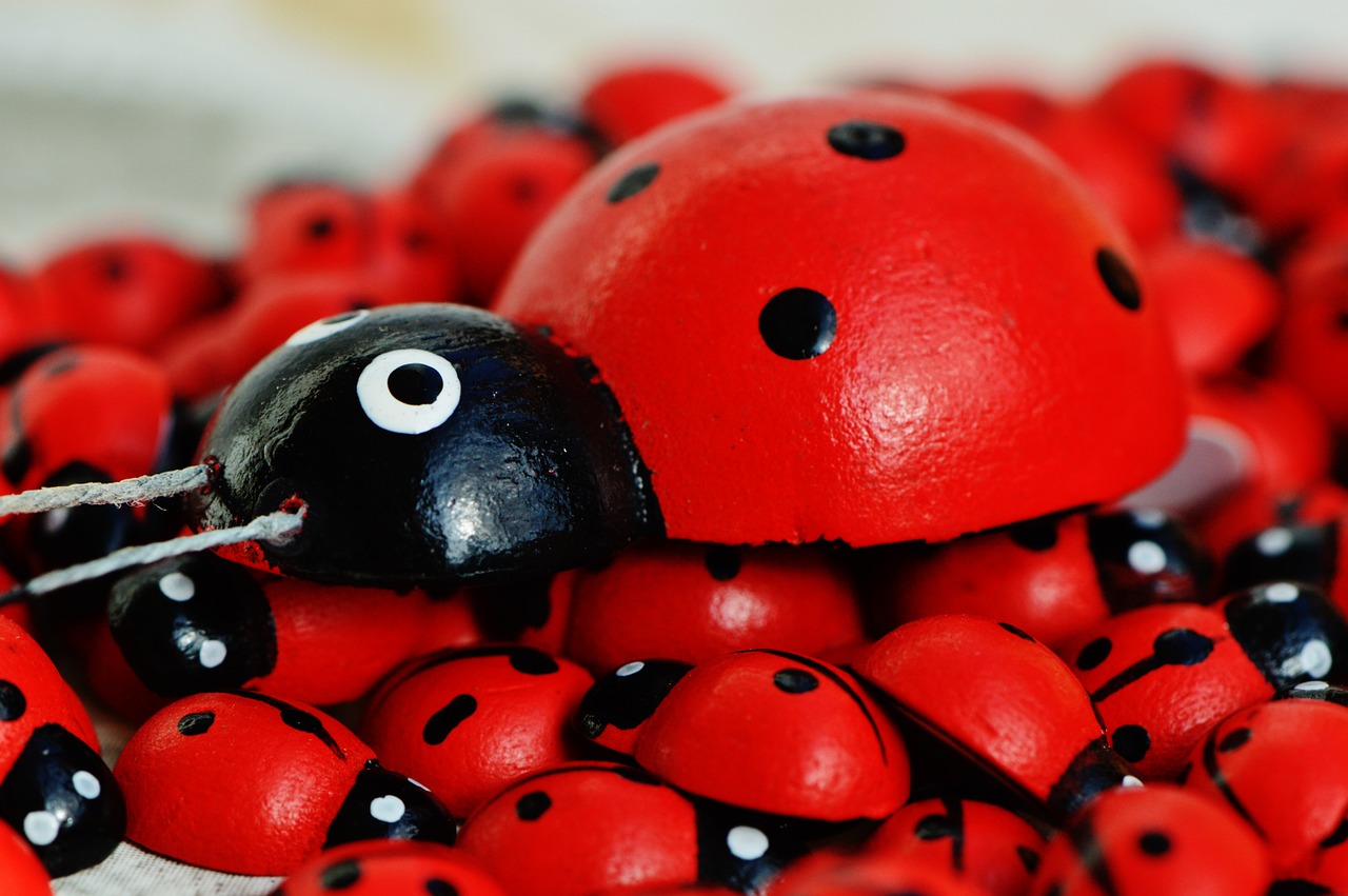 ladybug wood cute free photo