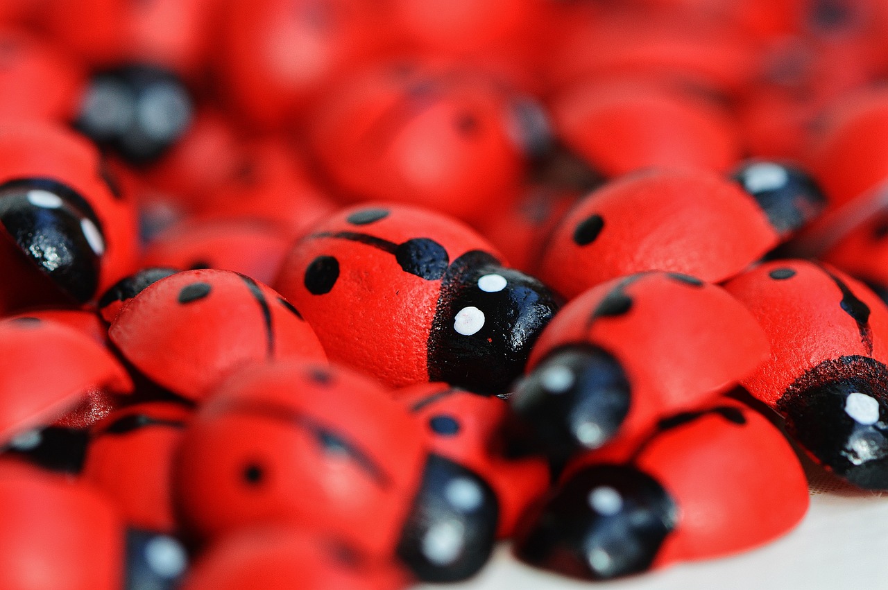 ladybug wood cute free photo