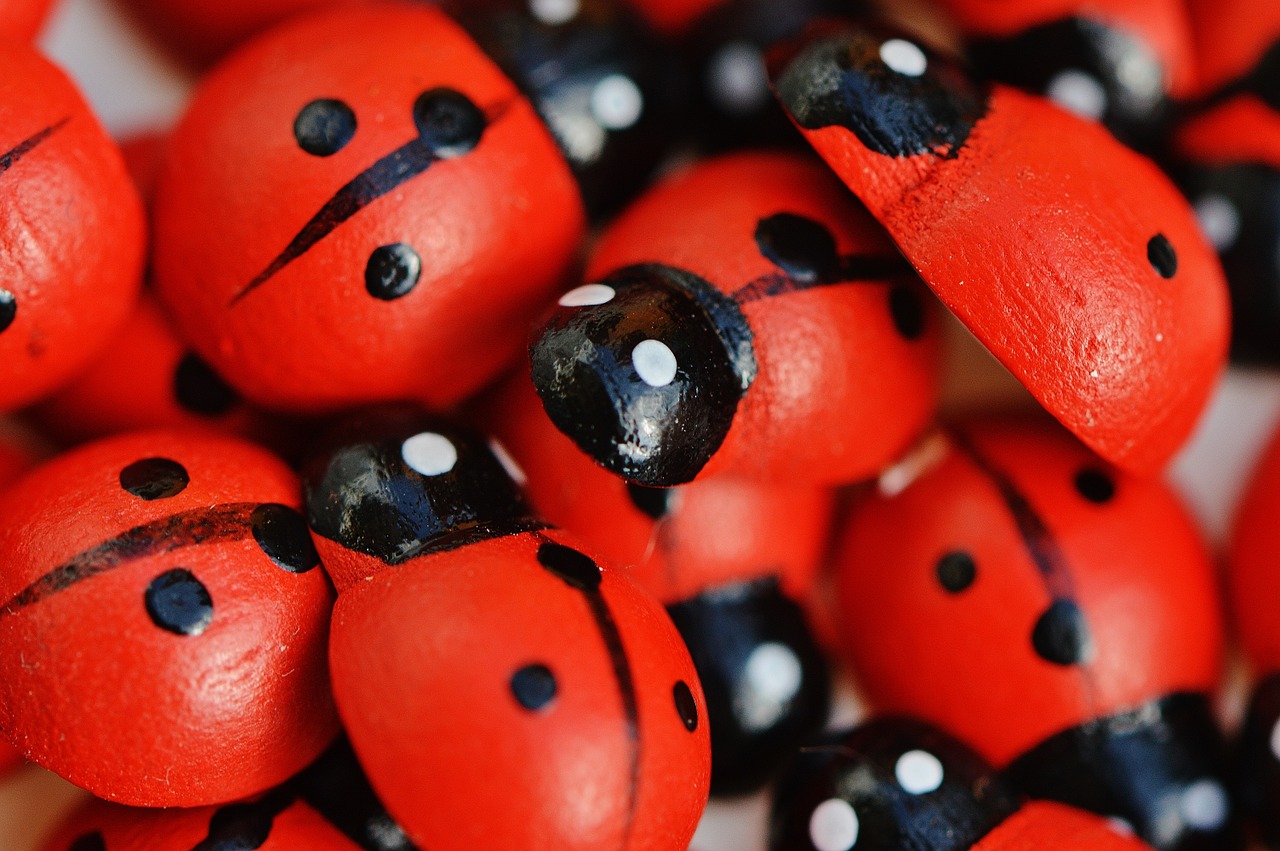 ladybug wood cute free photo