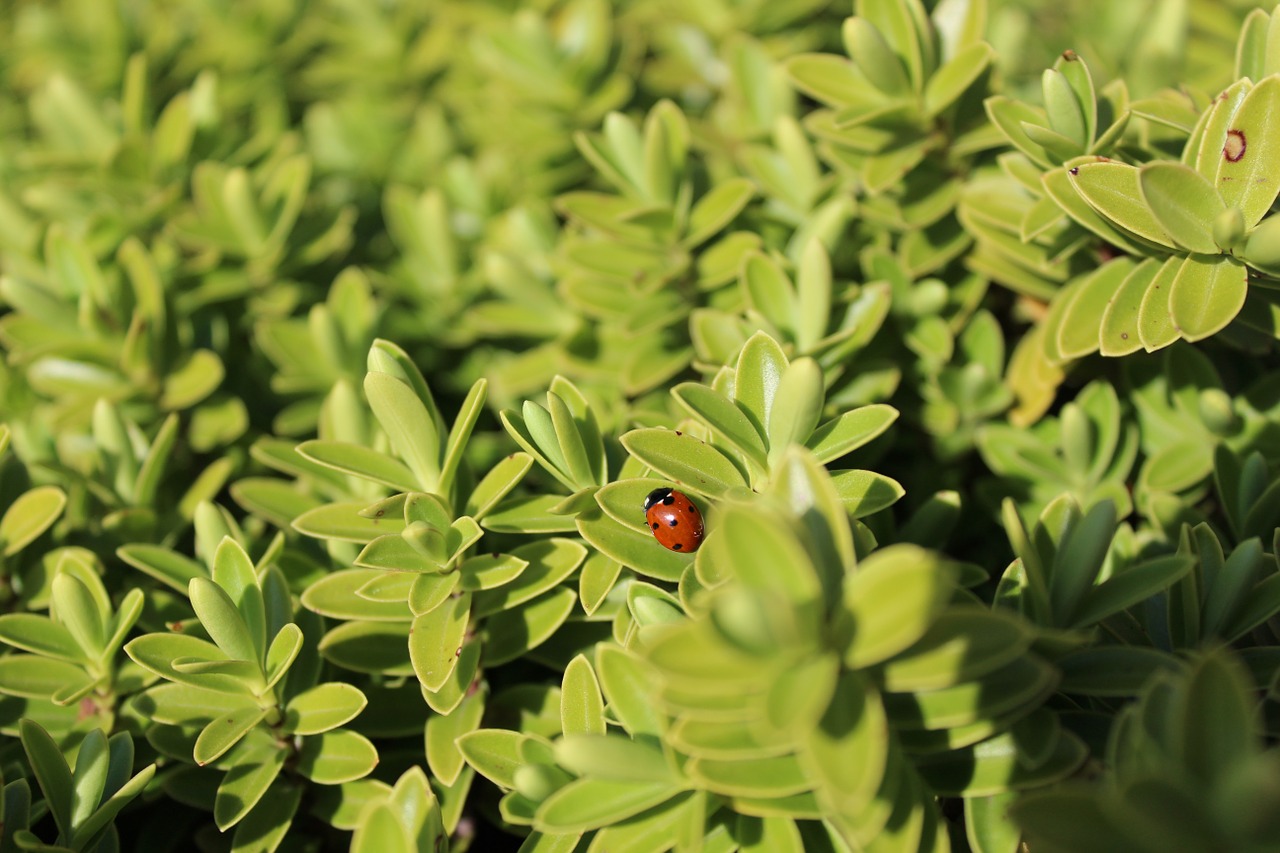 ladybug animal insect free photo