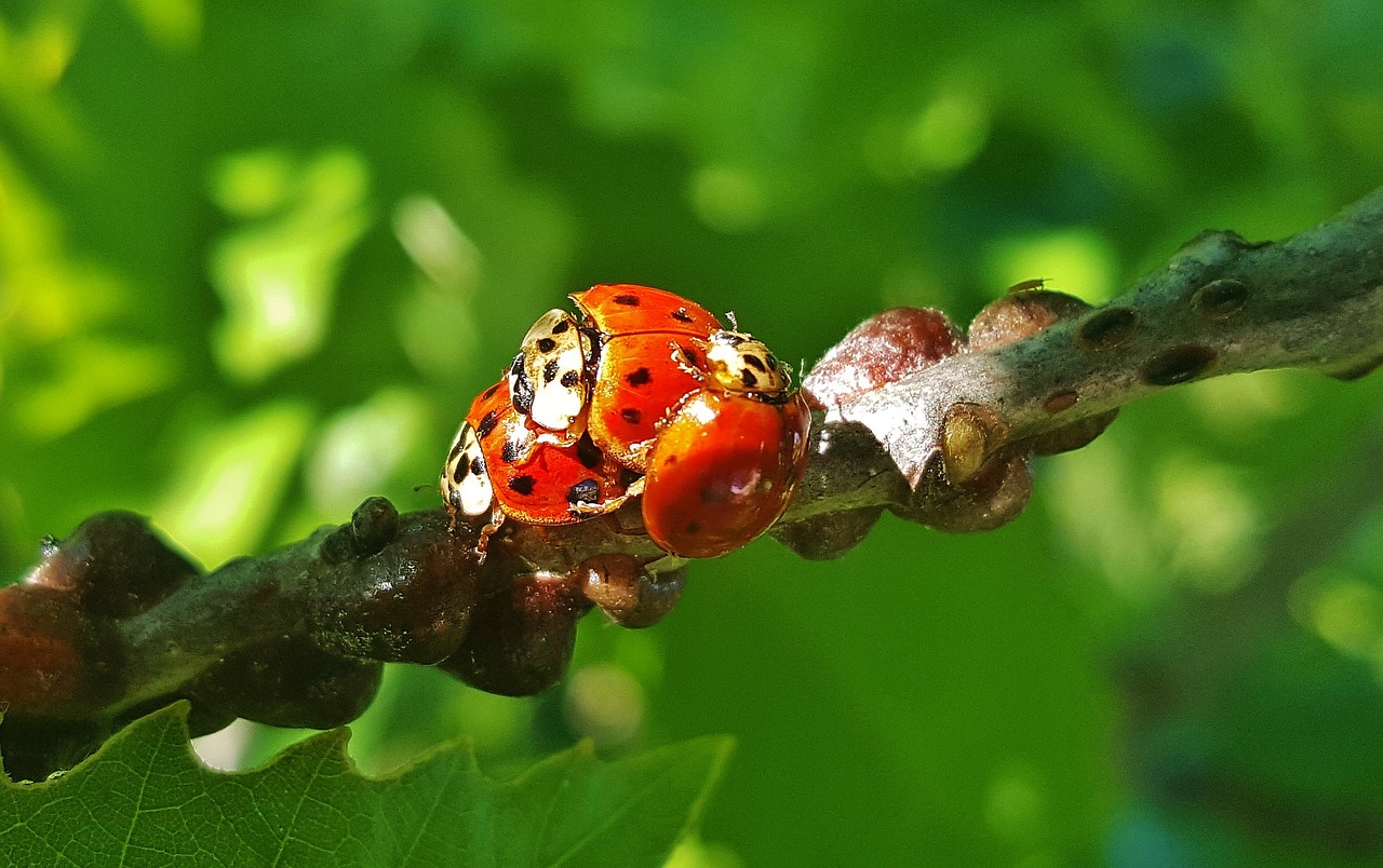 ladybug ladybird lady beetle free photo