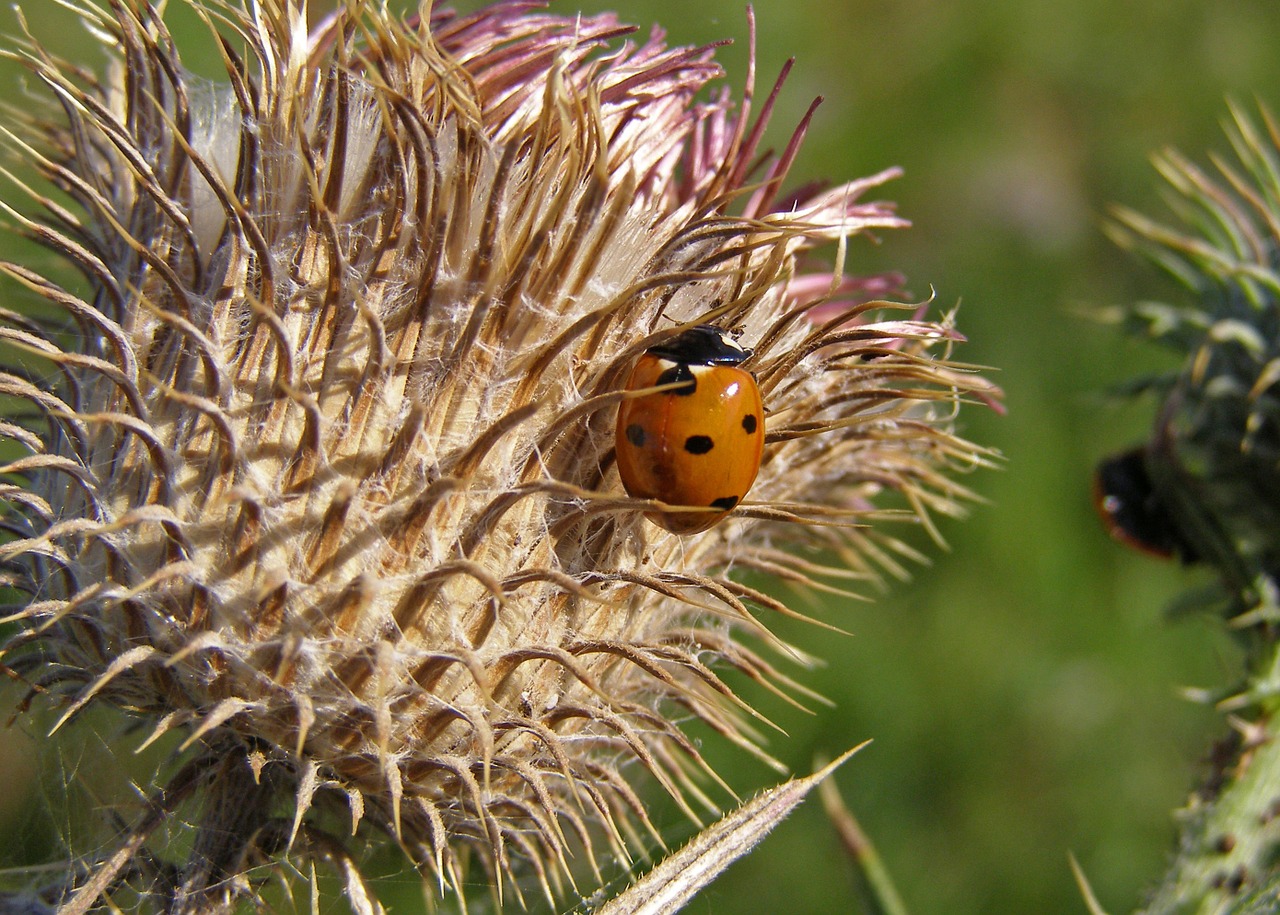 ladybug thistle spikes free photo