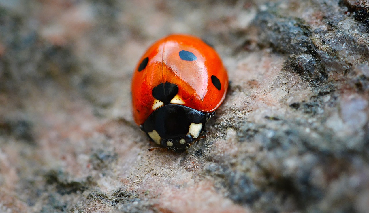 ladybug red points free photo