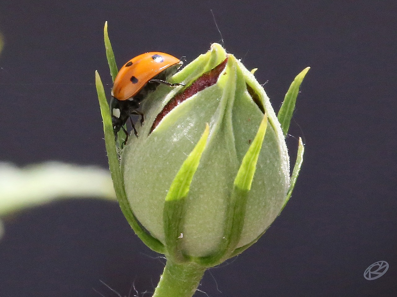 ladybug bud spring free photo