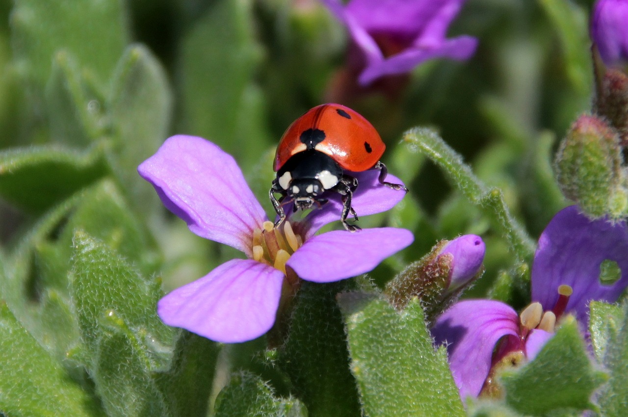 ladybug beetle coccinellidae free photo