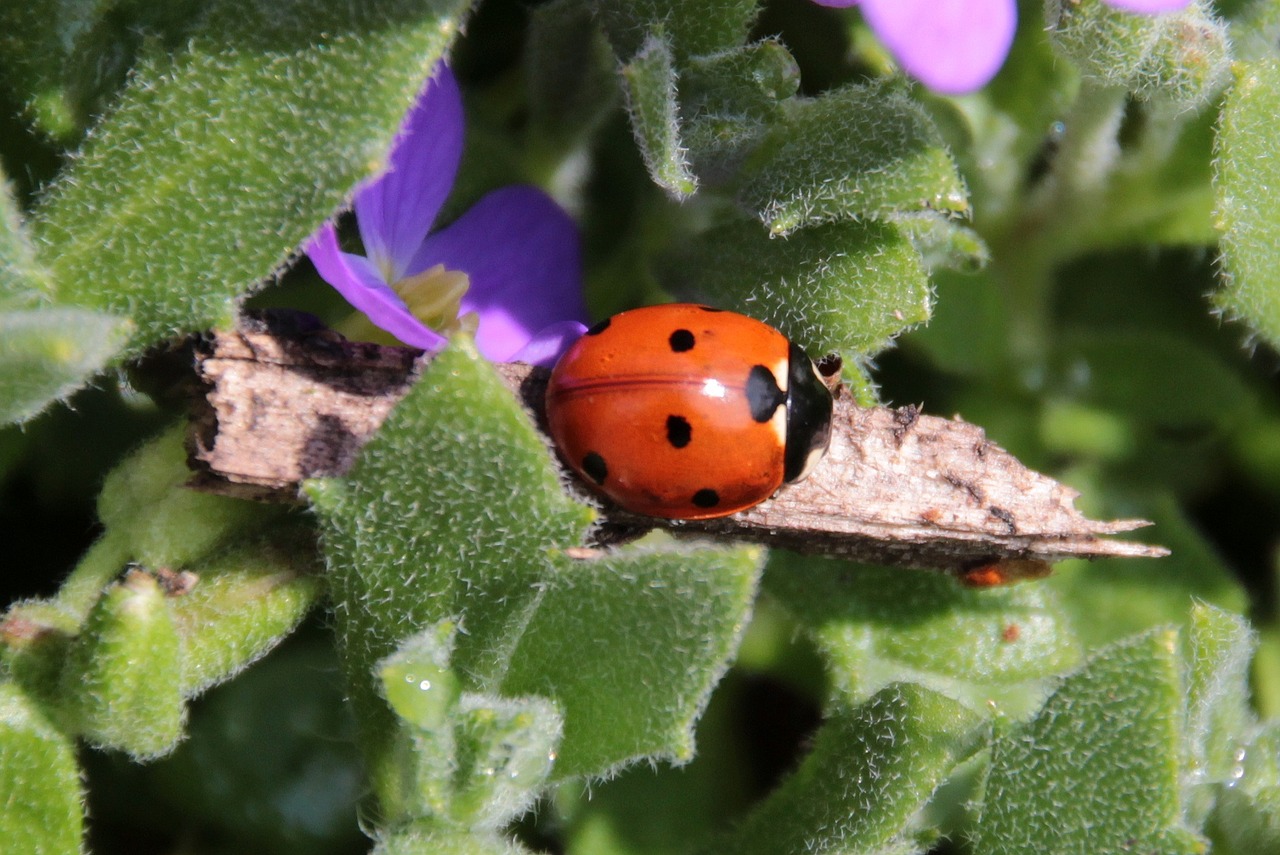 ladybug beetle coccinellidae free photo