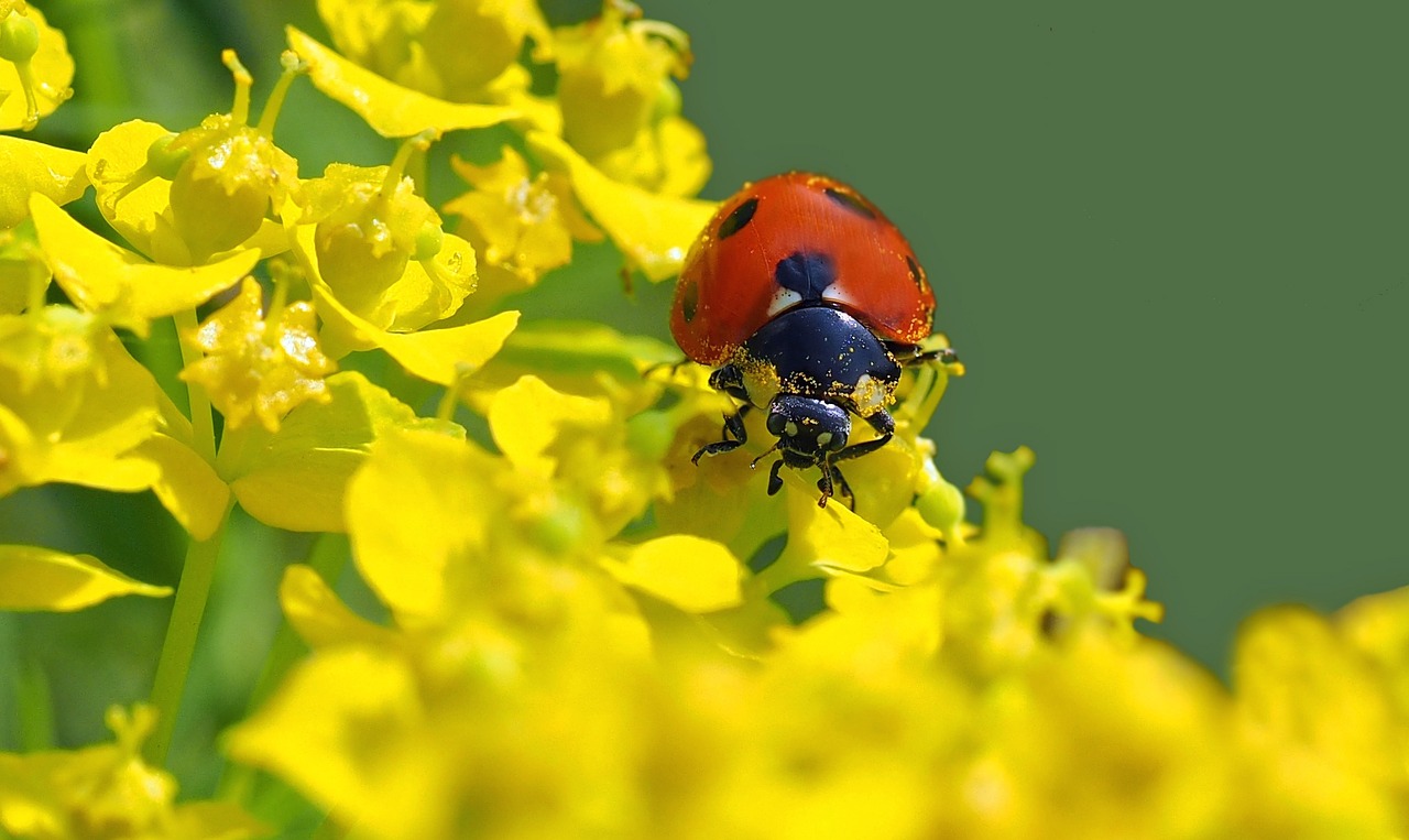 insect nature live free photo