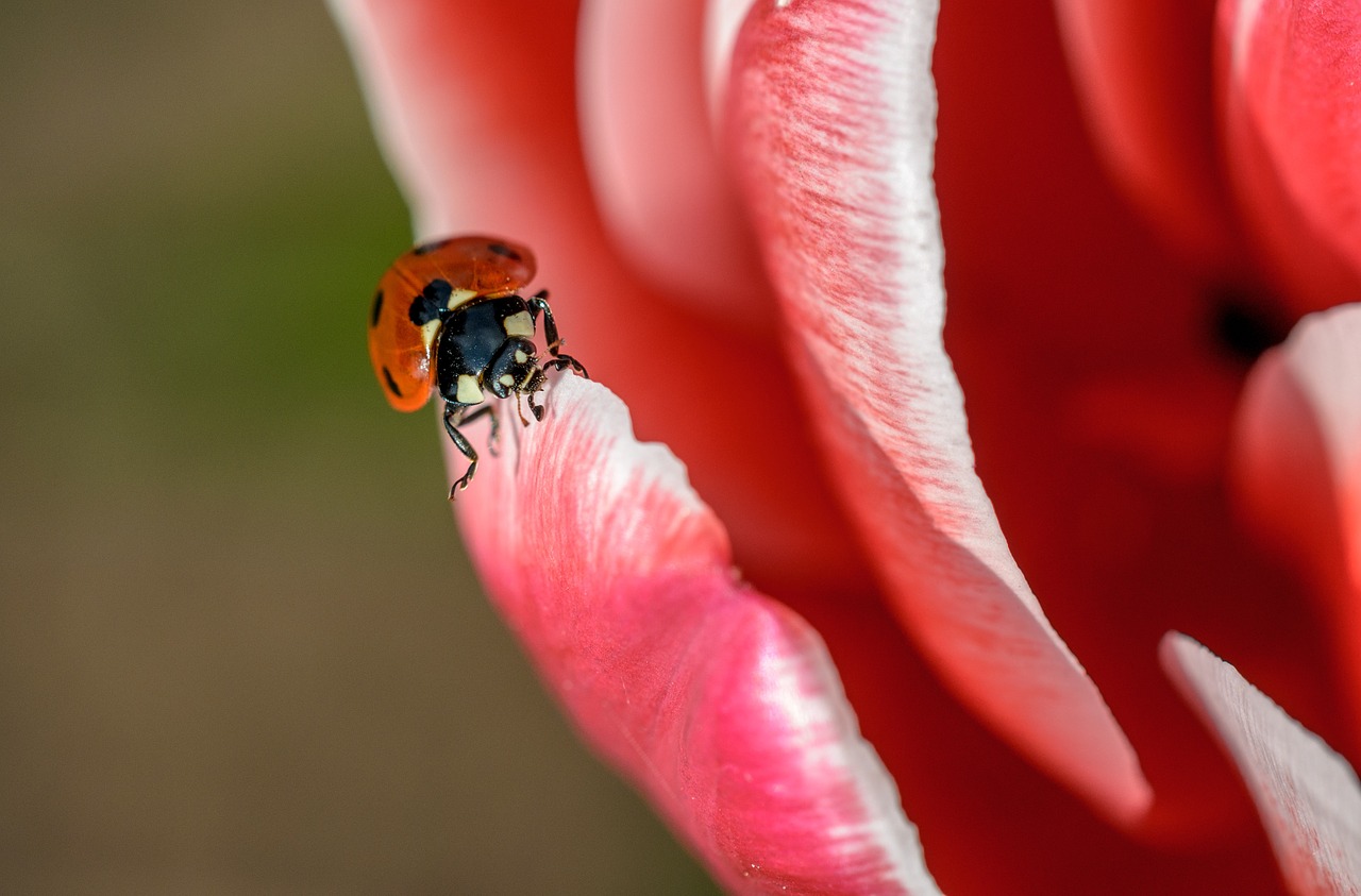 ladybug insect red free photo