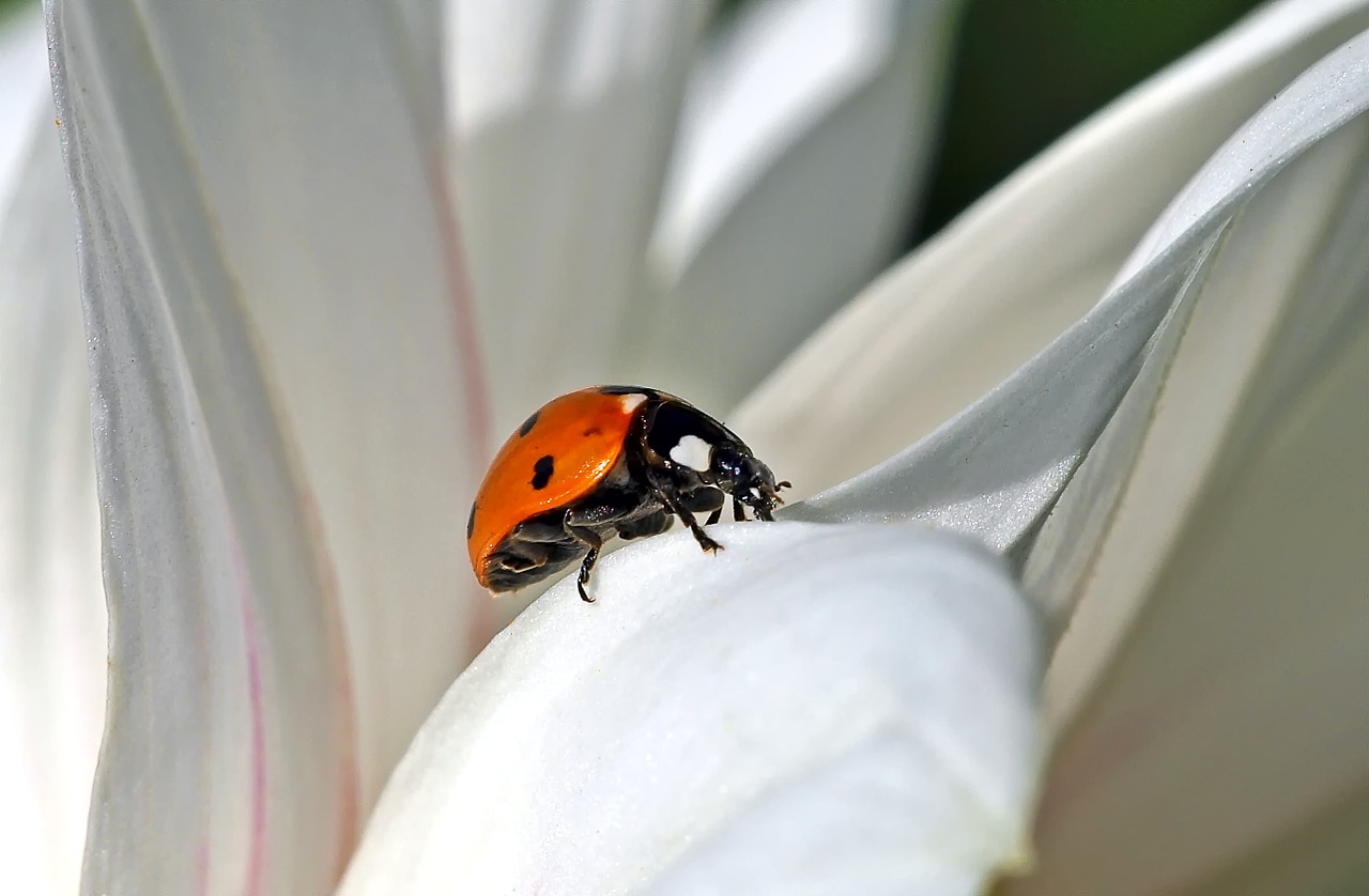 insect nature live free photo