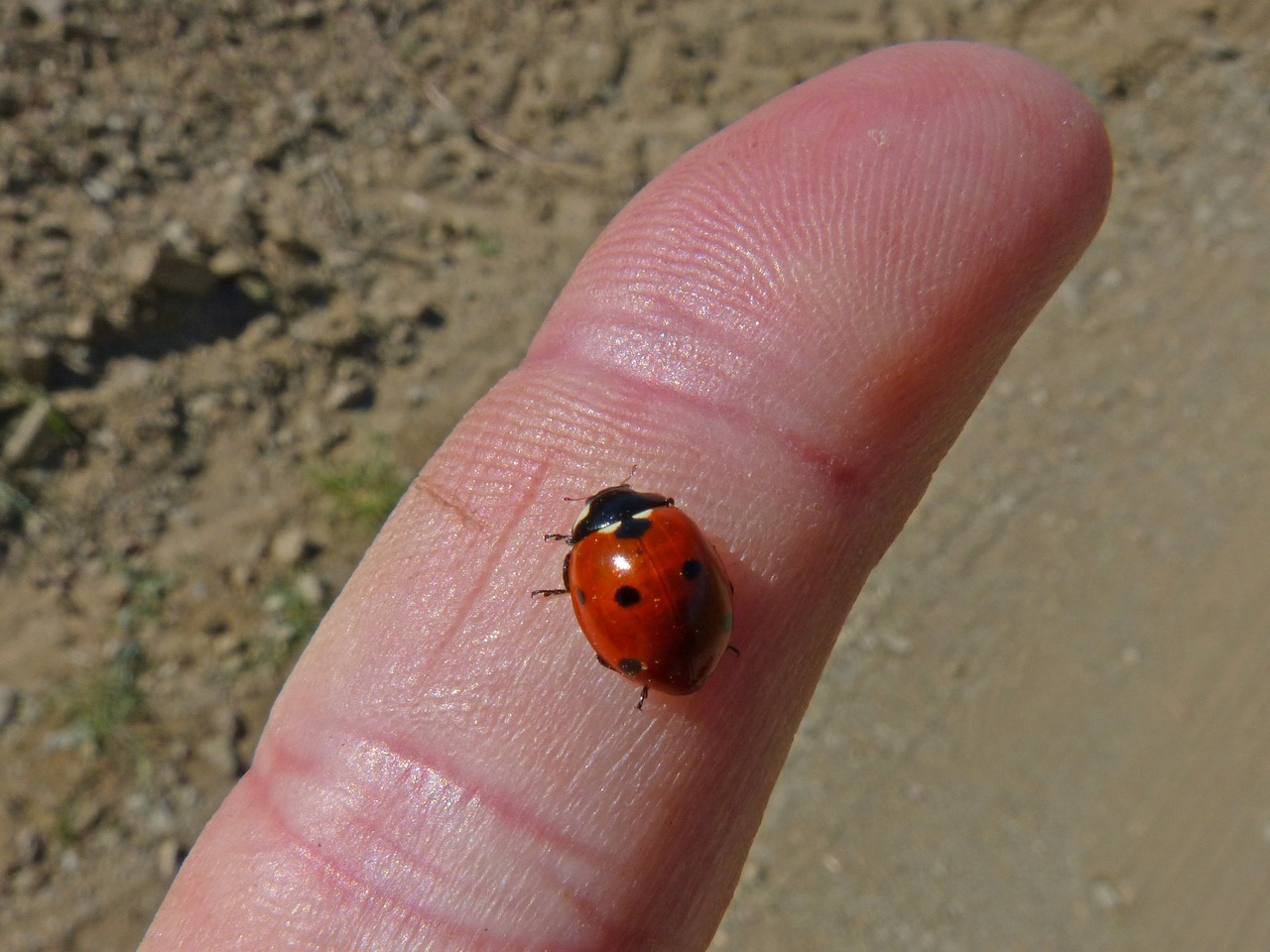 ladybug finger small free photo