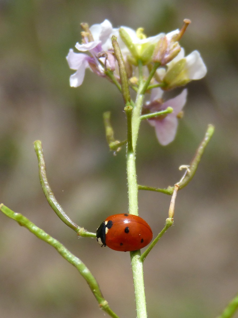 ladybug flower ravenissa free photo