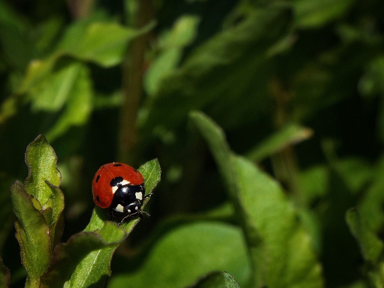 tender ladybug red free photo