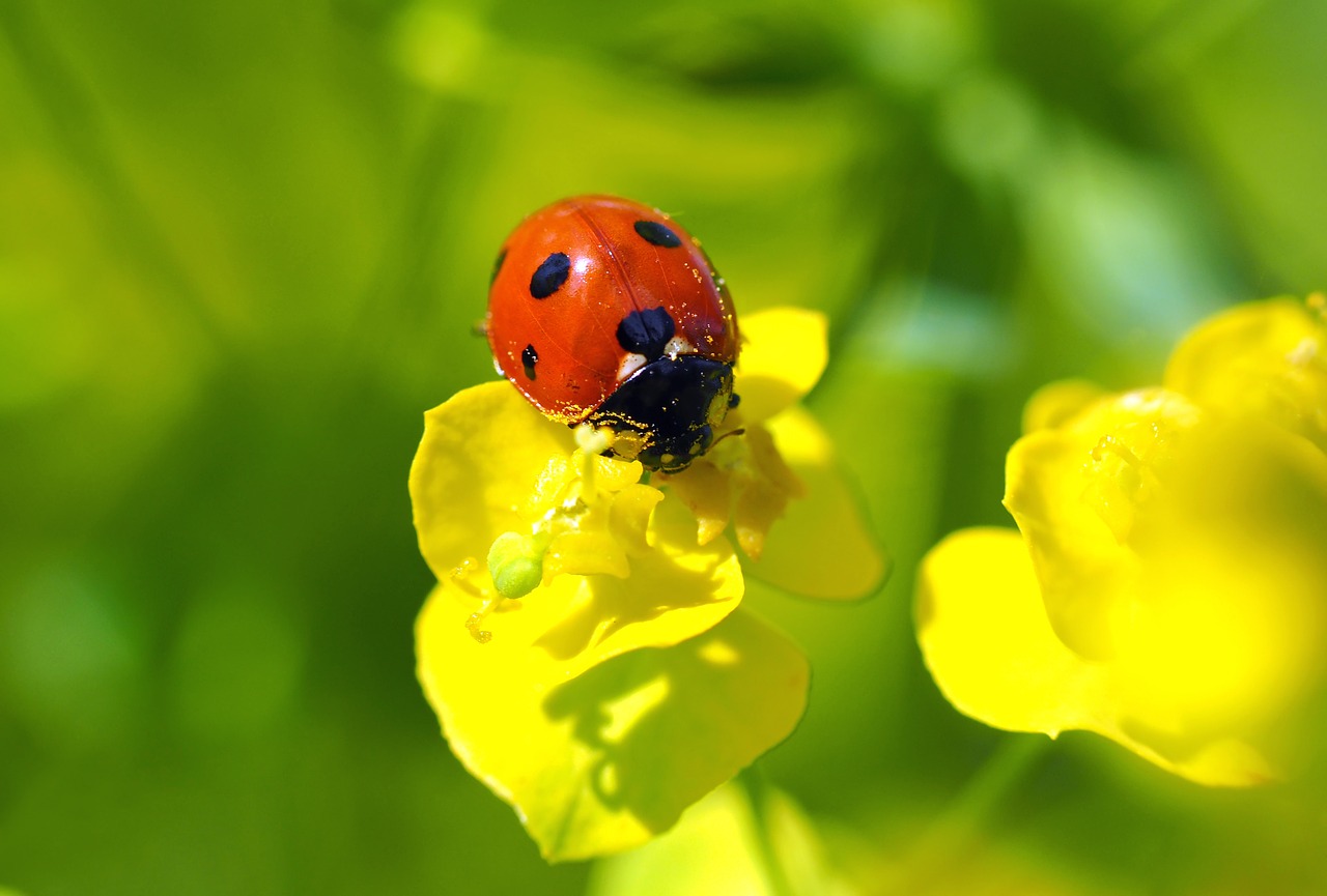 plant nature live free photo