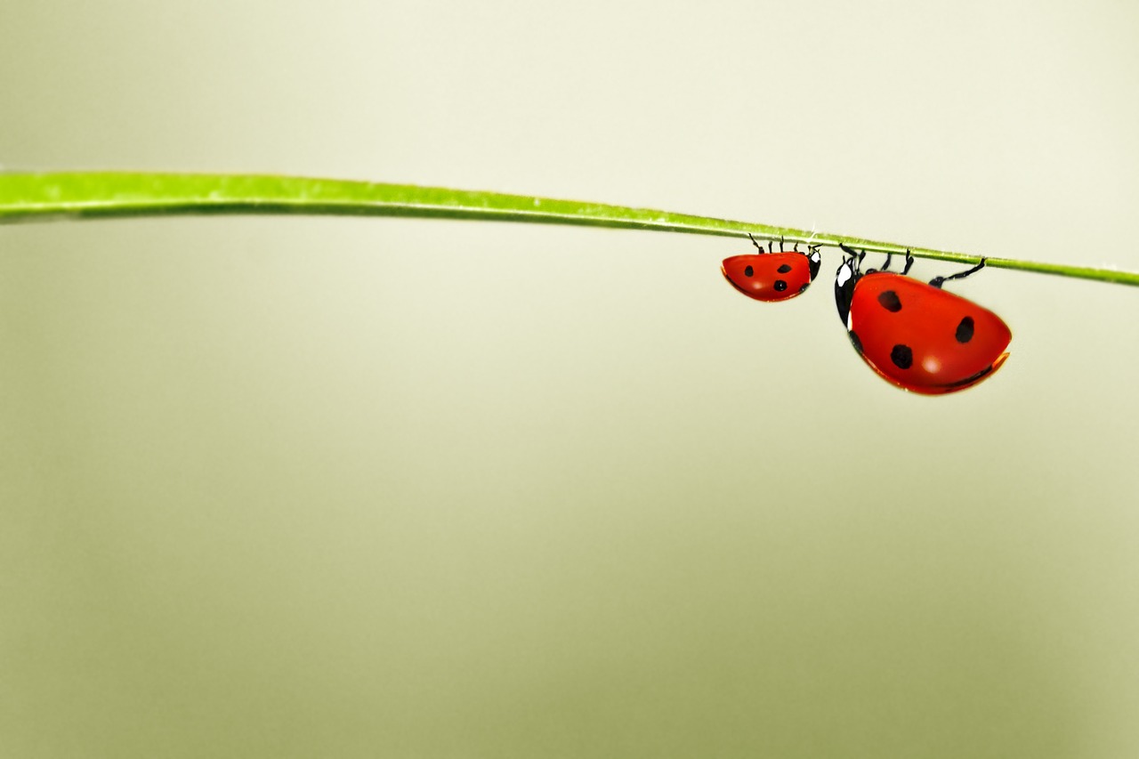 ladybug red green free photo