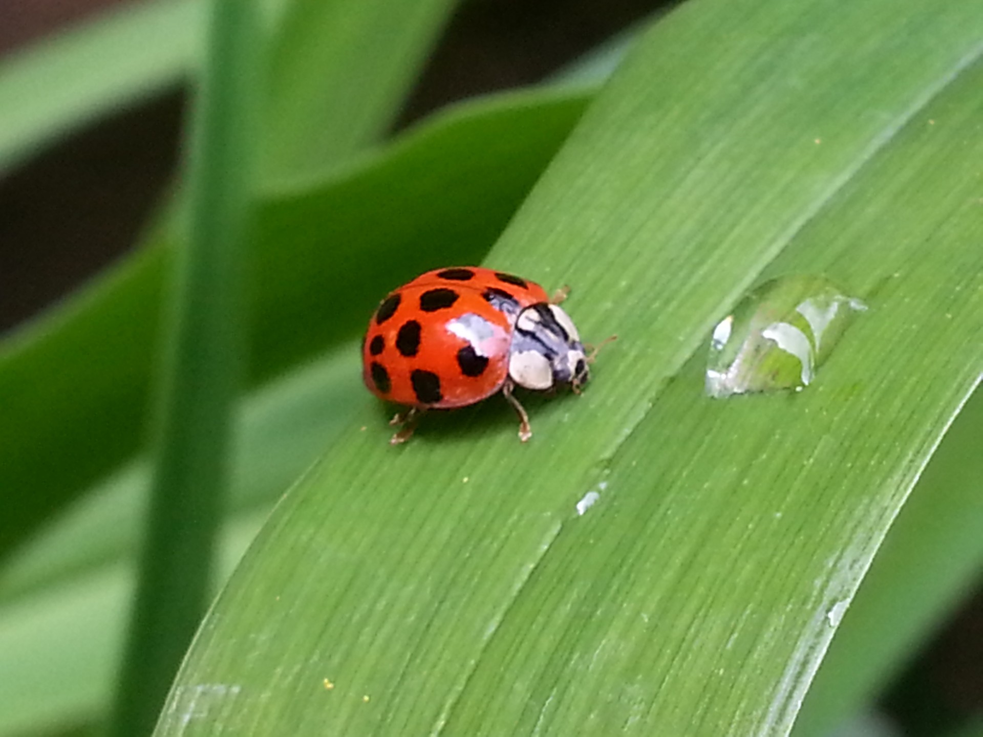 garden nature season free photo