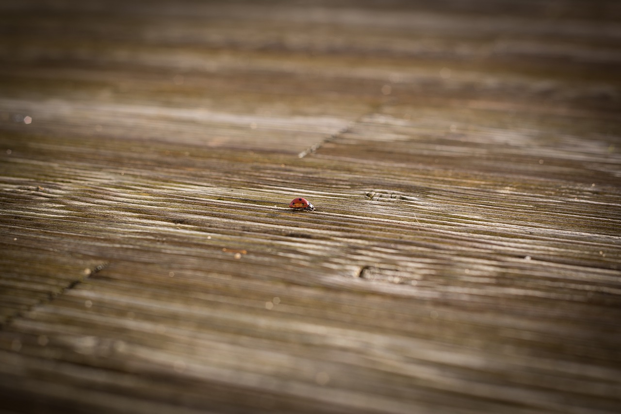 ladybug terrace wood floor free photo