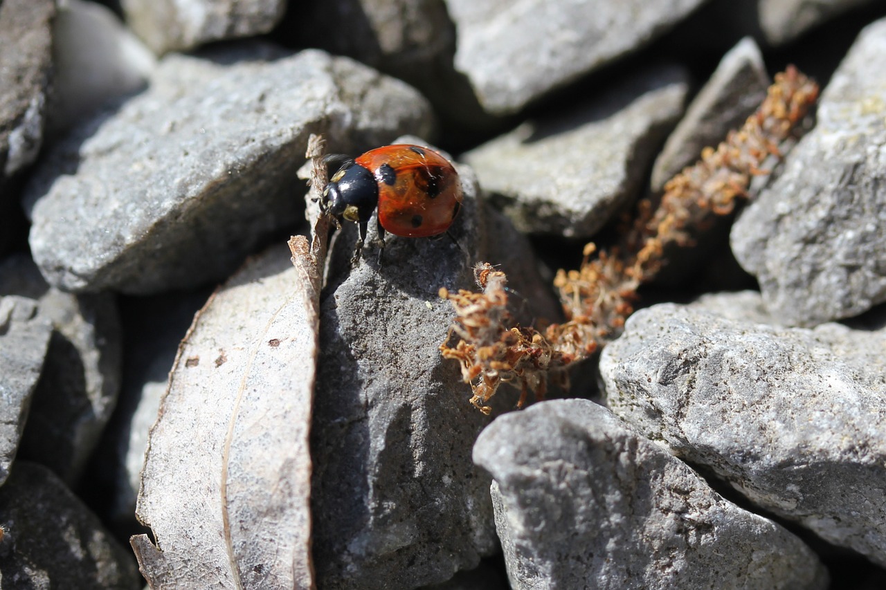 ladybug pebble grey free photo