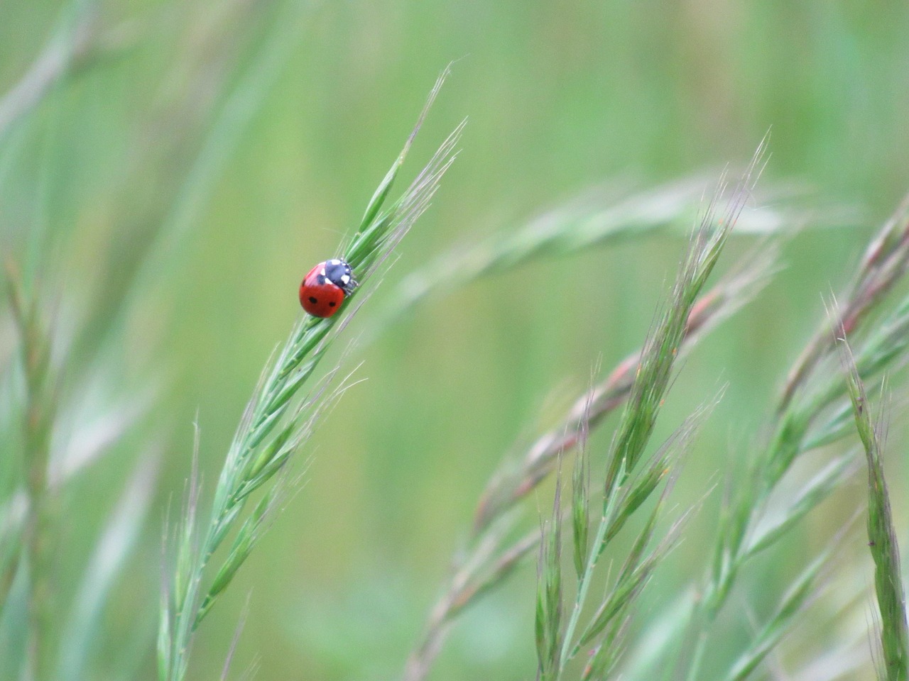 ladybug spring nature free photo