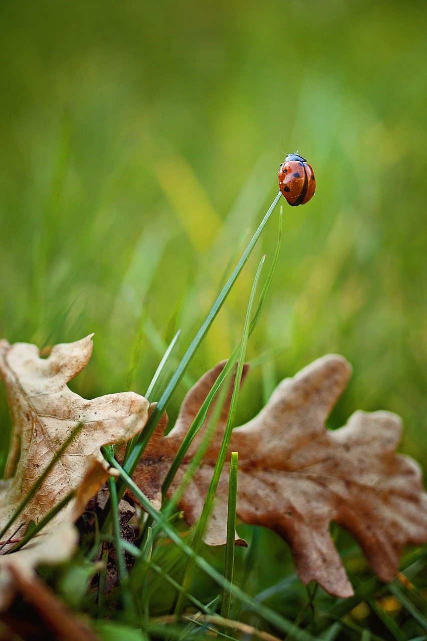 ladybug grass nature free photo