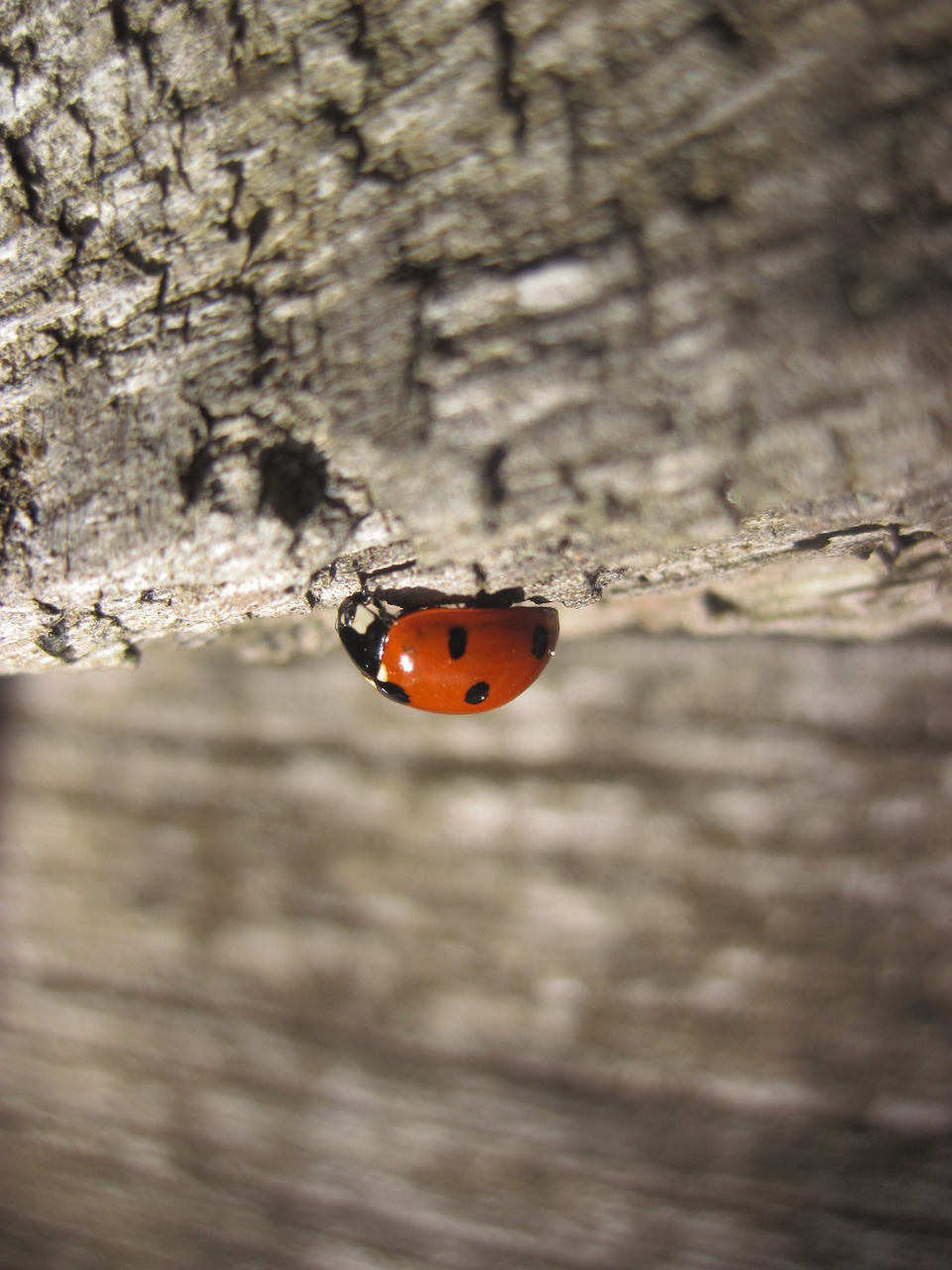 ladybug wood red free photo