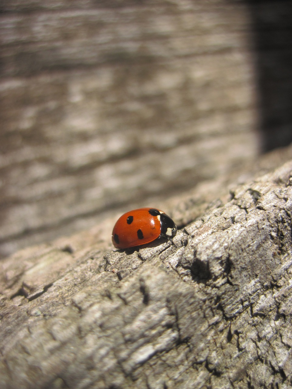 ladybug wood red free photo