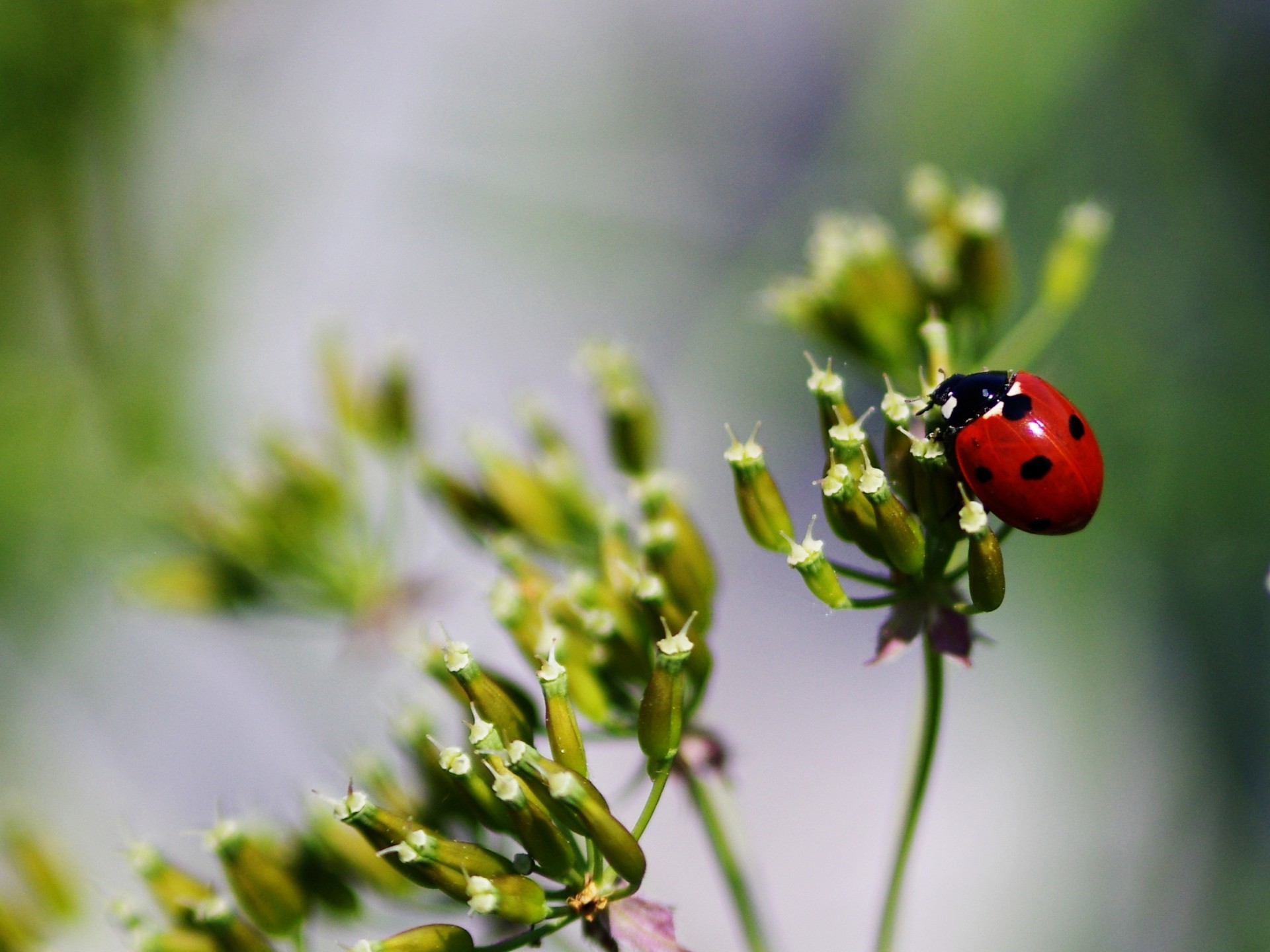 ladybug ladybird close-up free photo