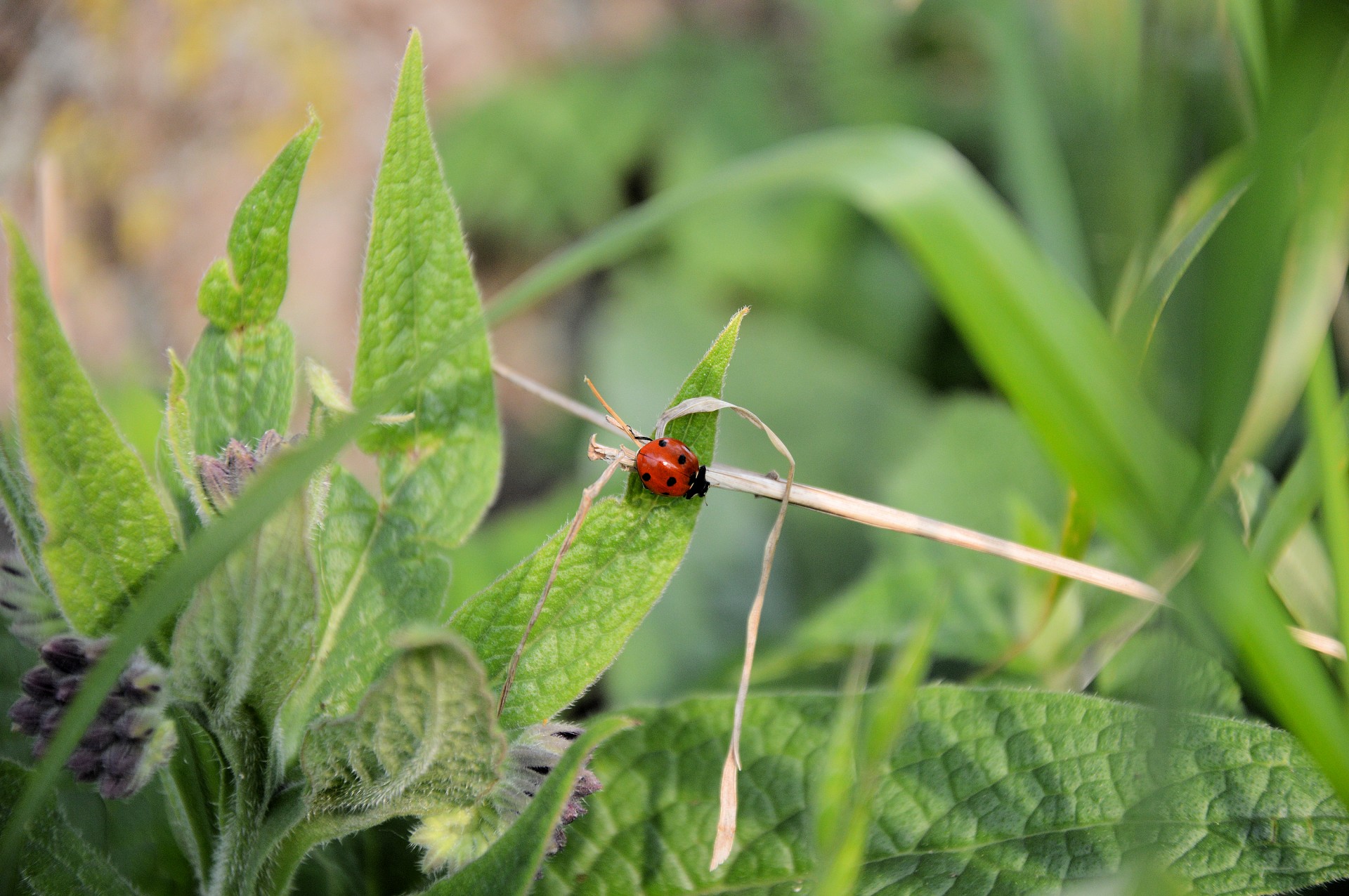 ladybug insect nature free photo