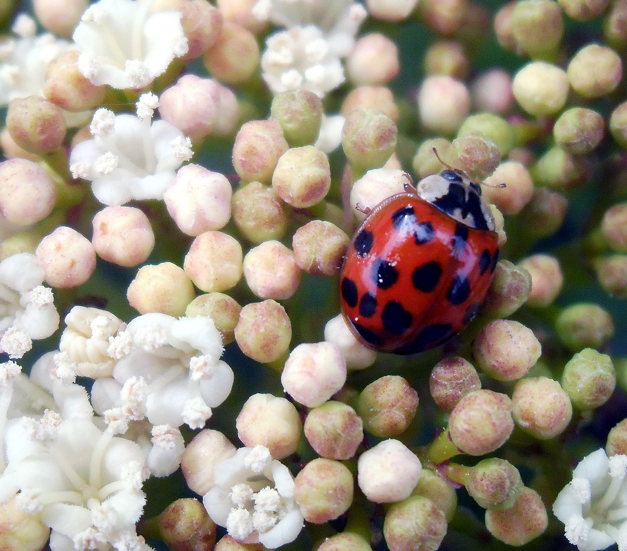 ladybug macro insect free photo