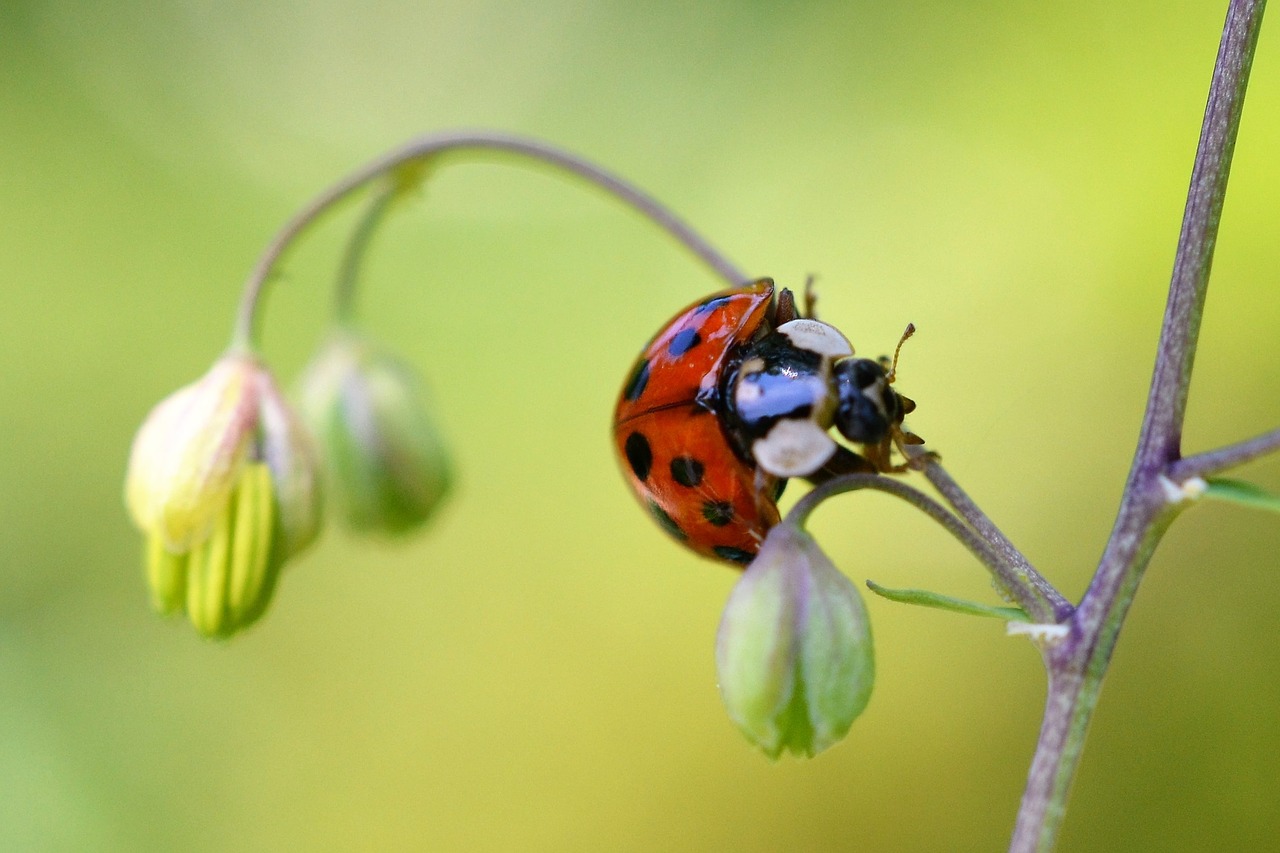 ladybug insect nature free photo