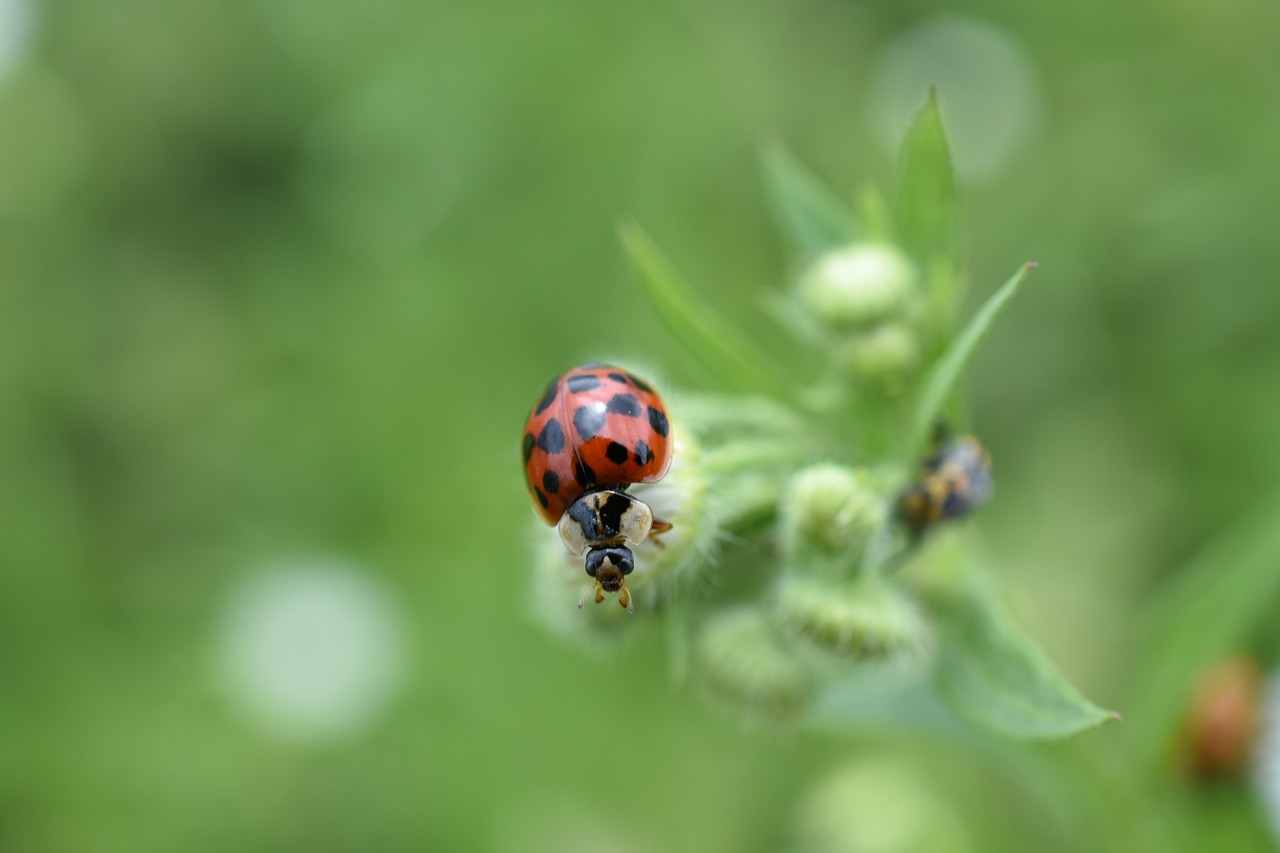 ladybug red affix free photo