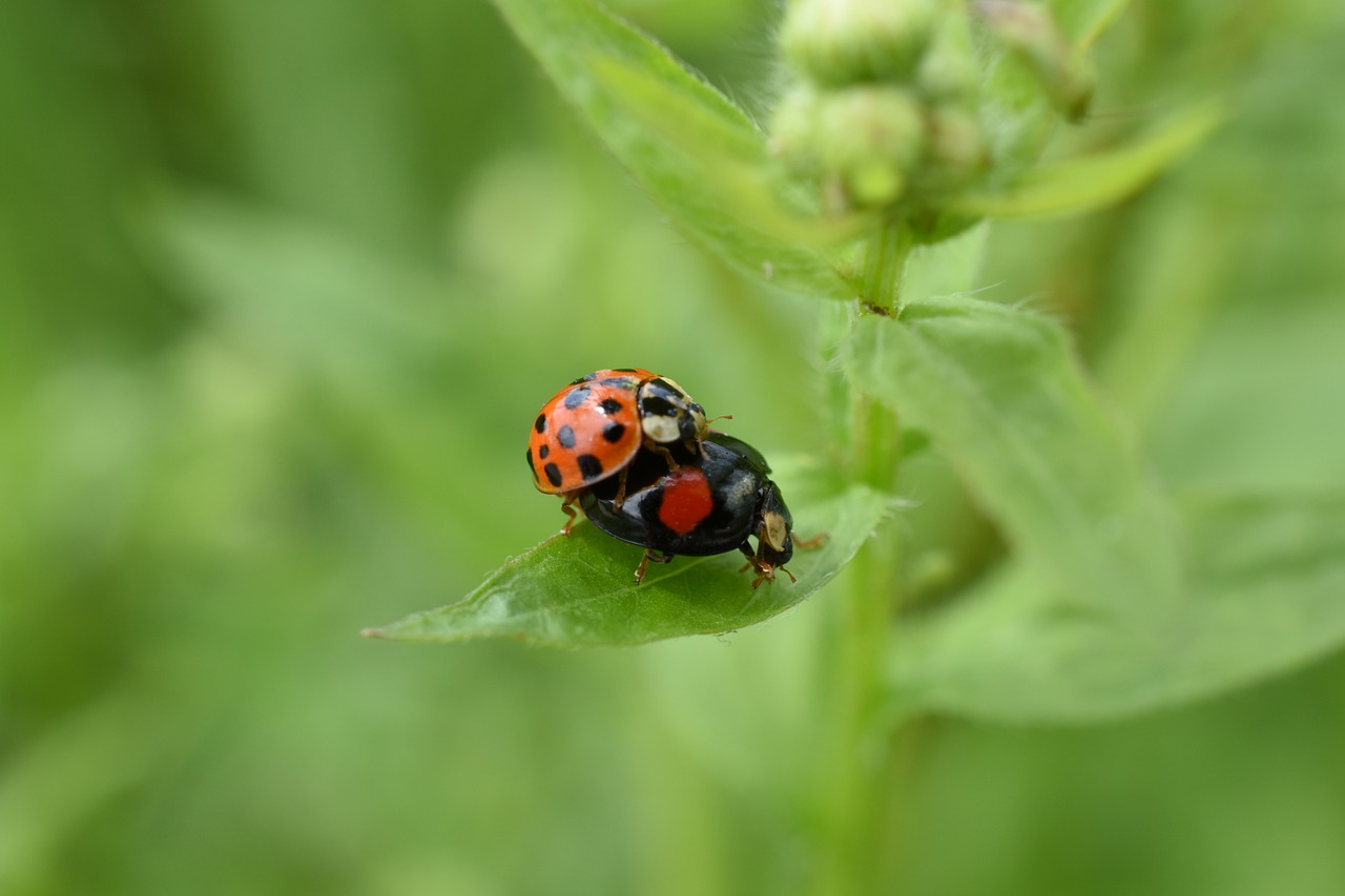 ladybug red affix free photo