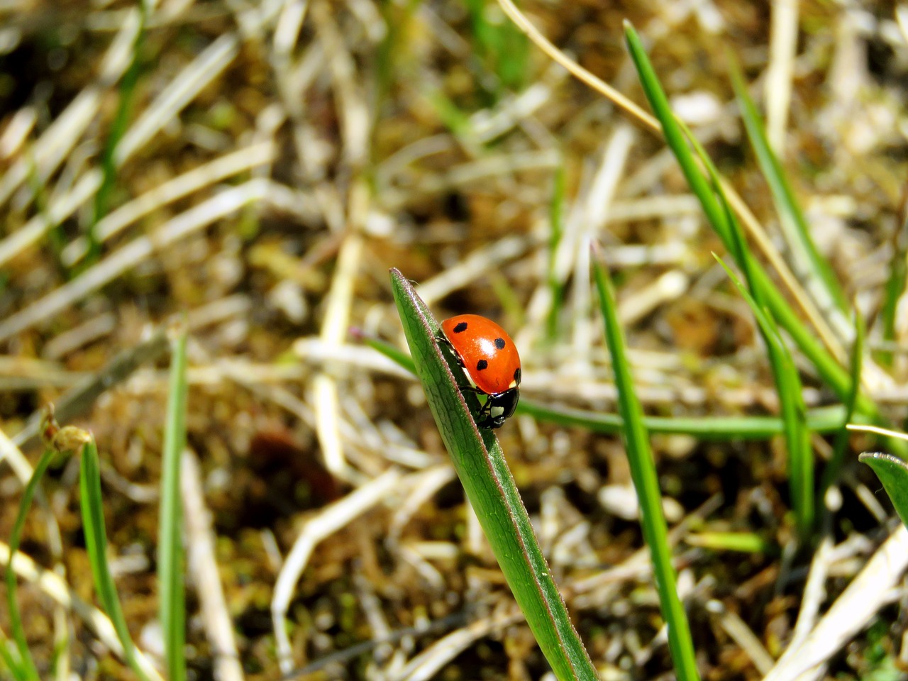 ladybug nature bug free photo