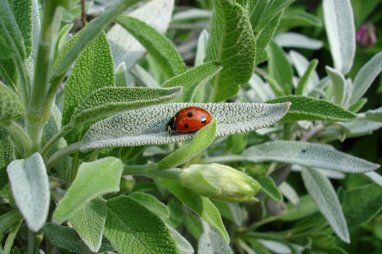 ladybug sage plant free photo