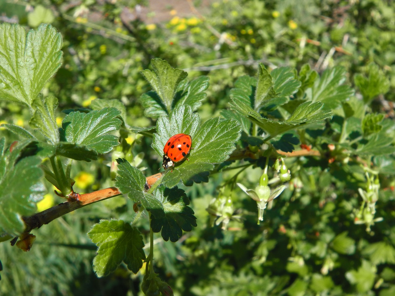 ladybug leaf garden free photo