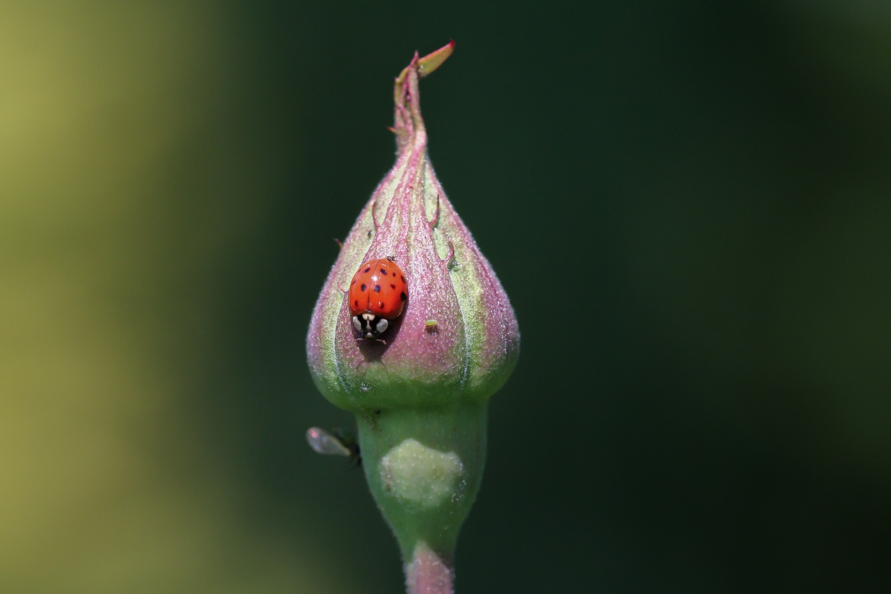 ladybug blossom bloom free photo