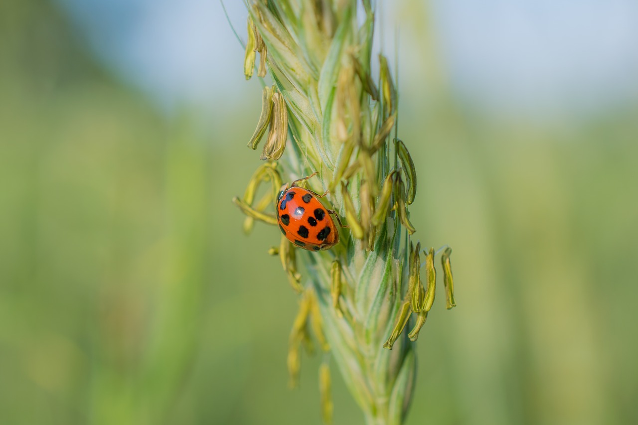 ladybug grain cereals free photo