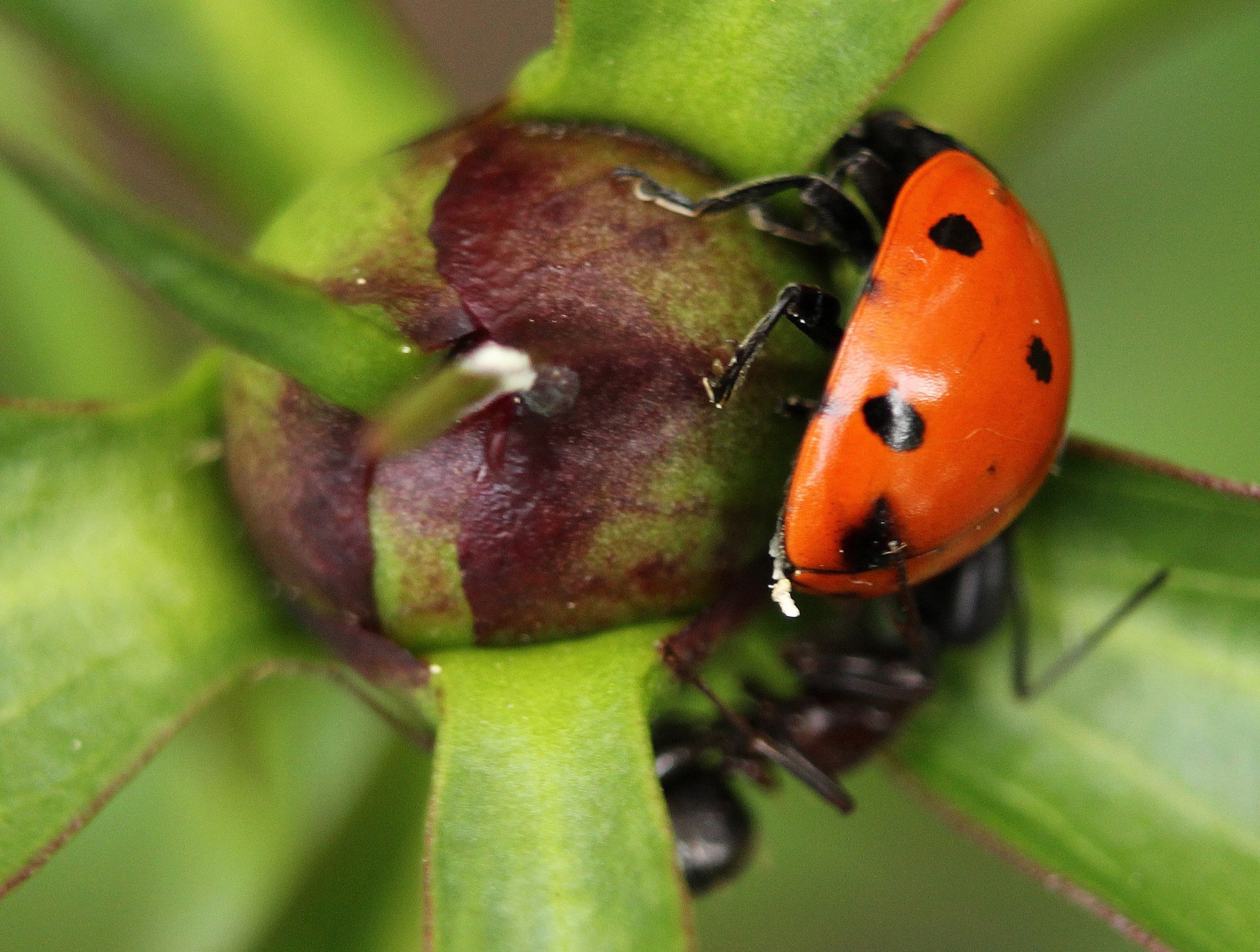 ladybug eggs macro free photo