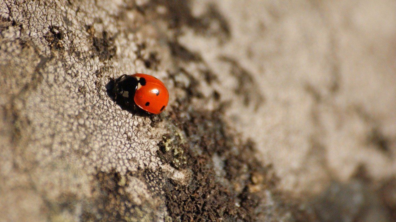 ladybug dots stone free photo