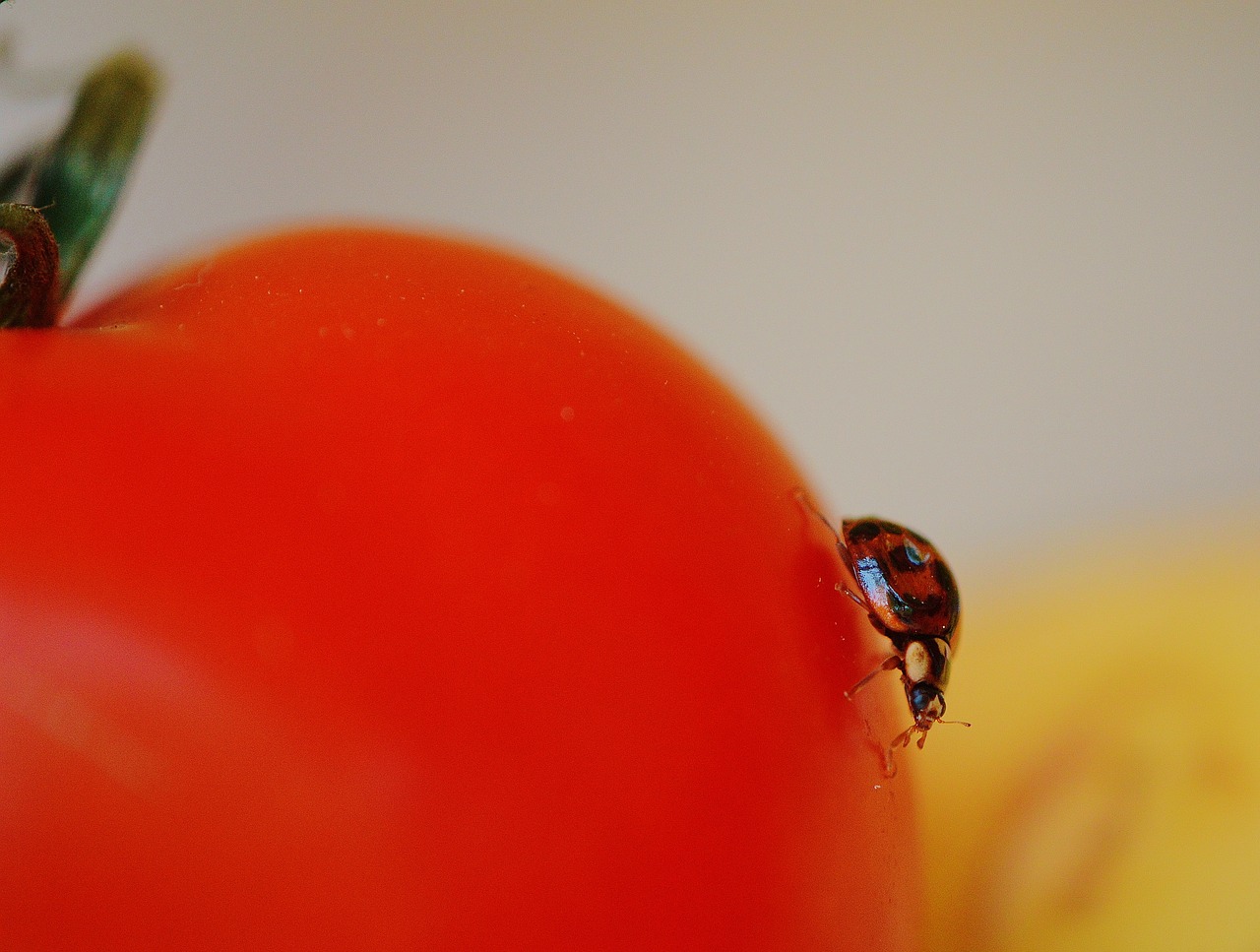 ladybug tomato close free photo