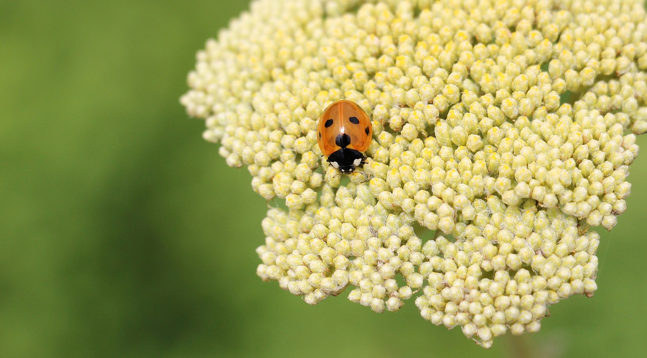 ladybug fernleaf composites free photo