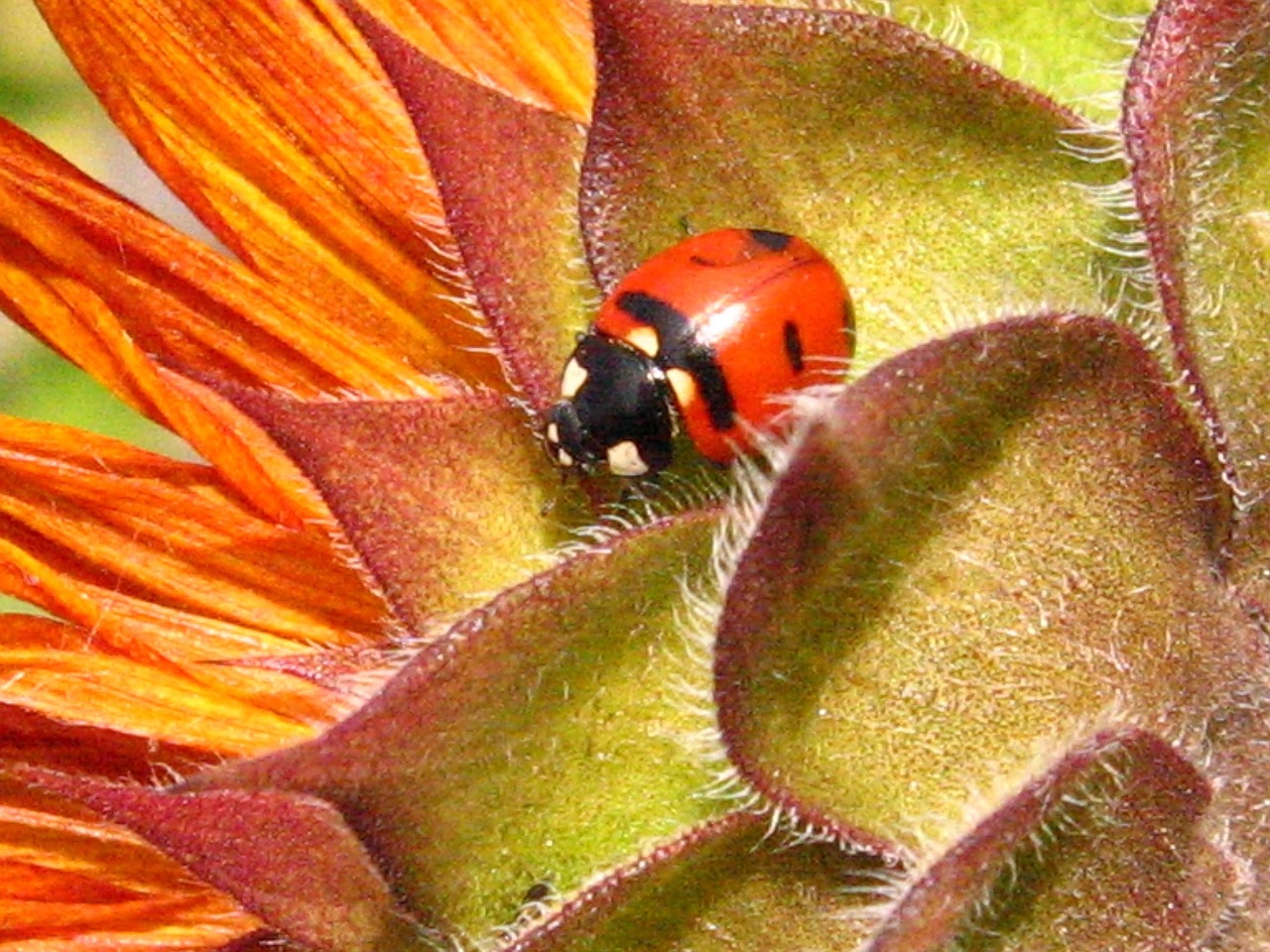 ladybug beetle sunflower free photo