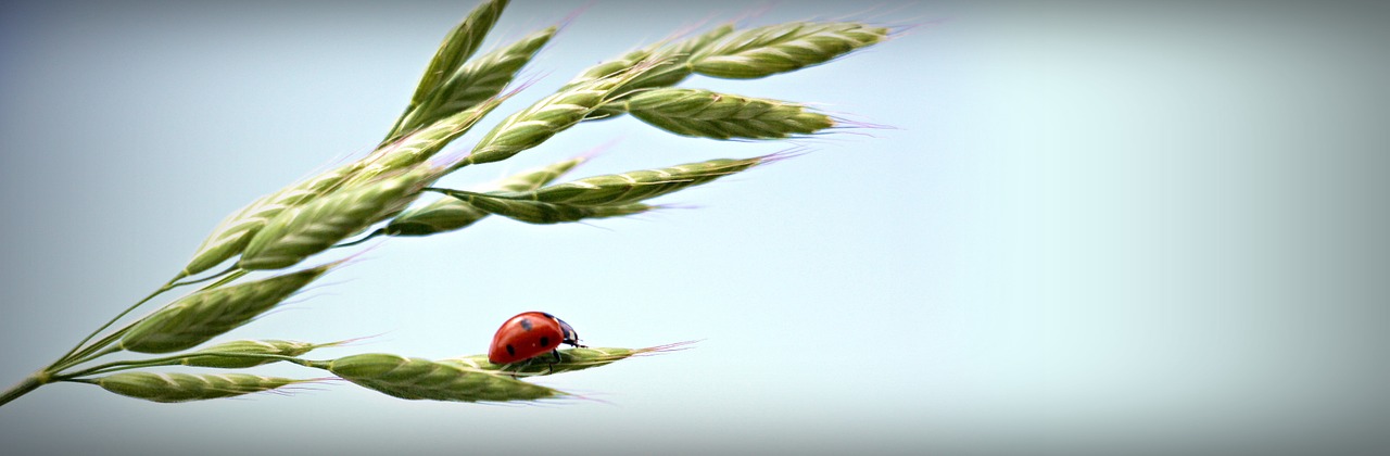 ladybug ear sky free photo