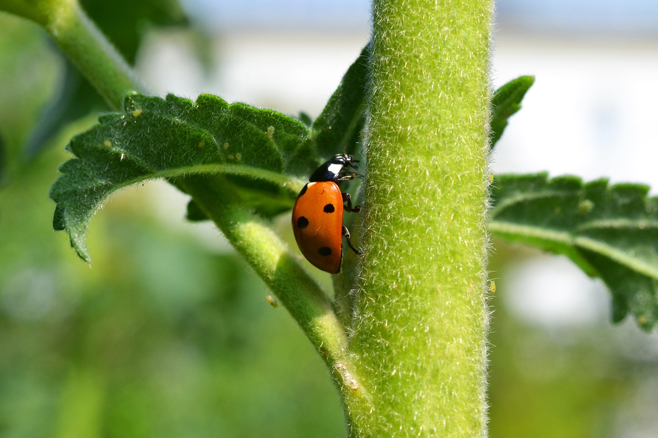 ladybug lucky ladybug lucky charm free photo