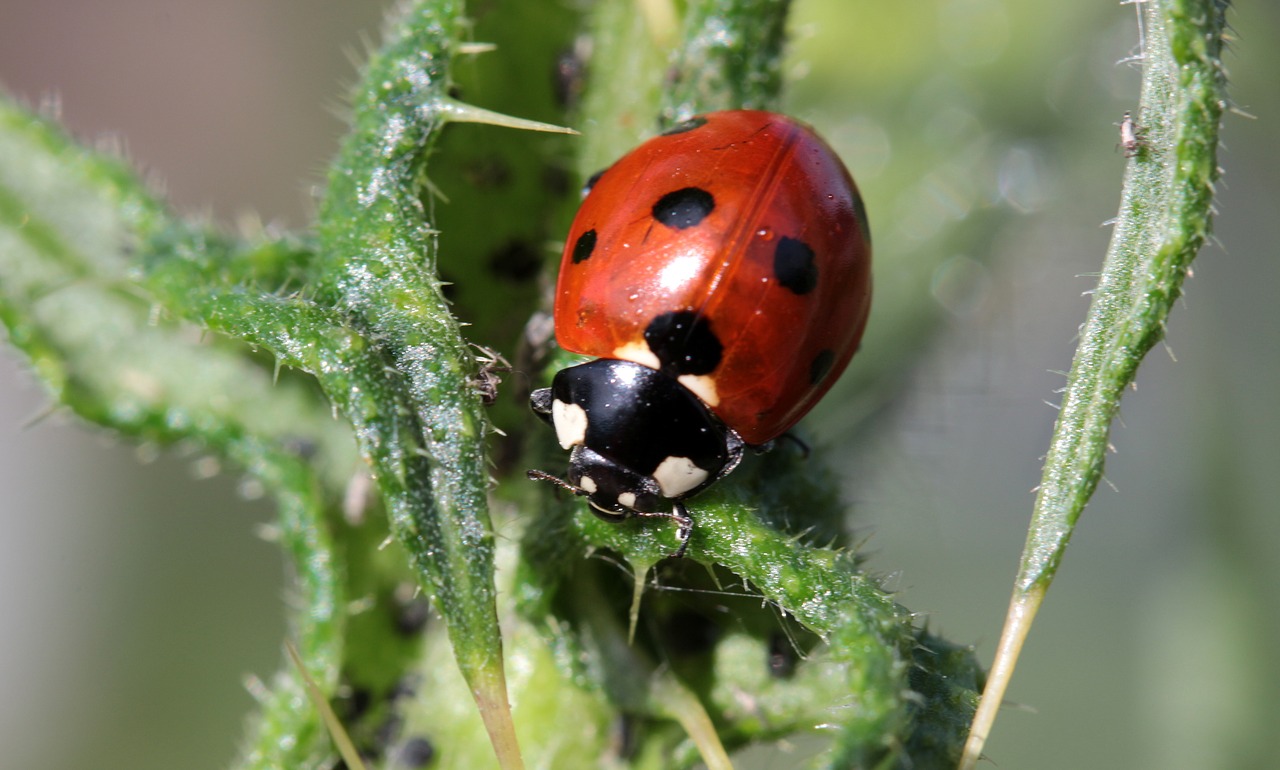 ladybug beetle coccinellidae free photo